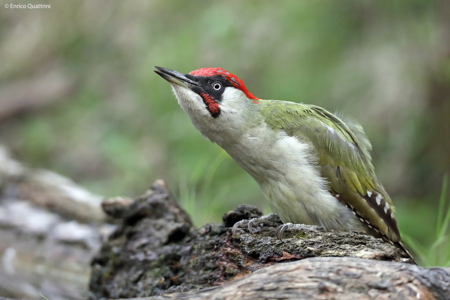 Picchio verde m