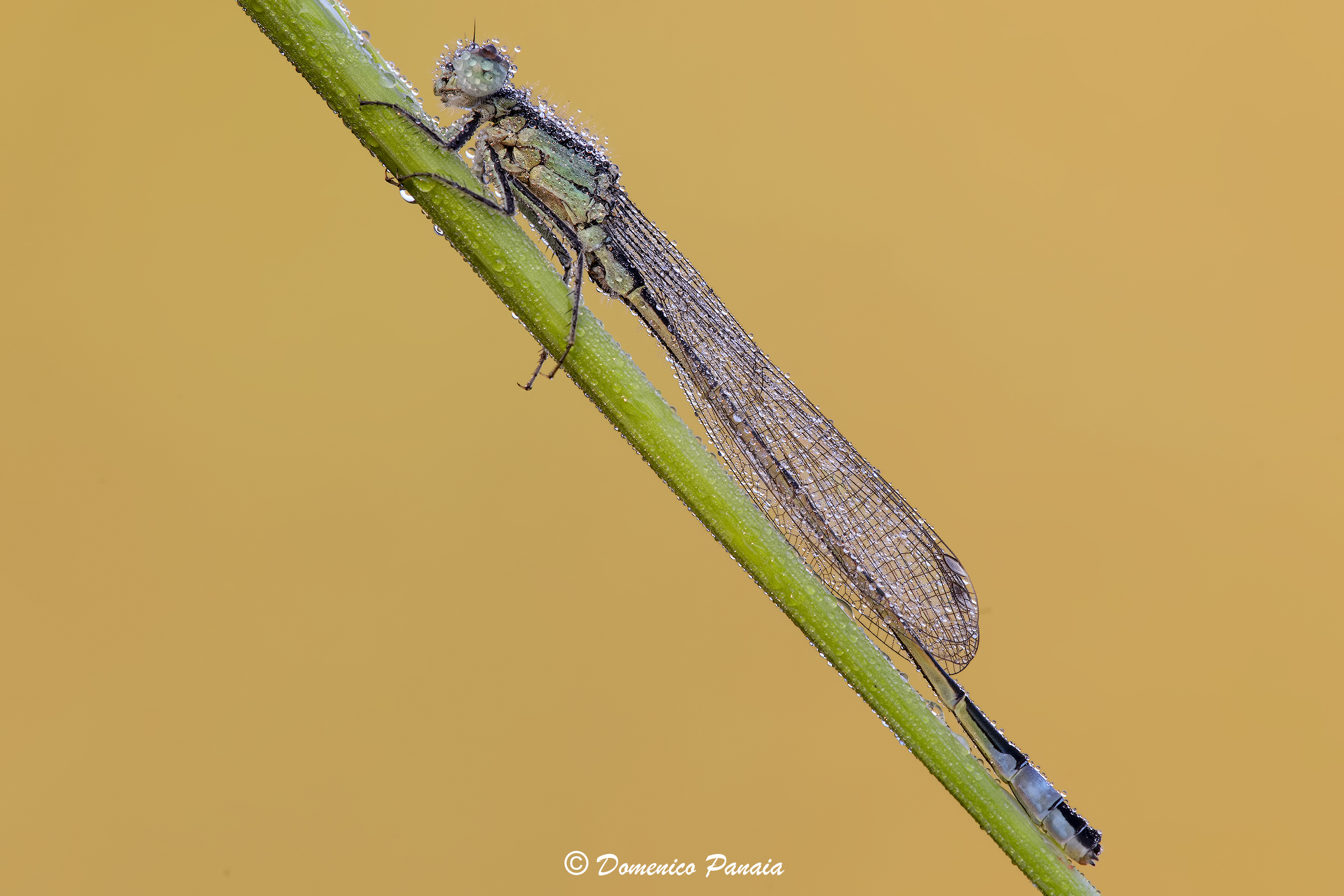 ischnura elegans