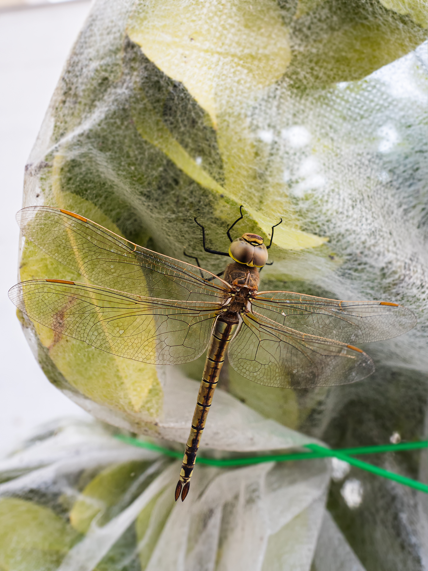 Dragonfly