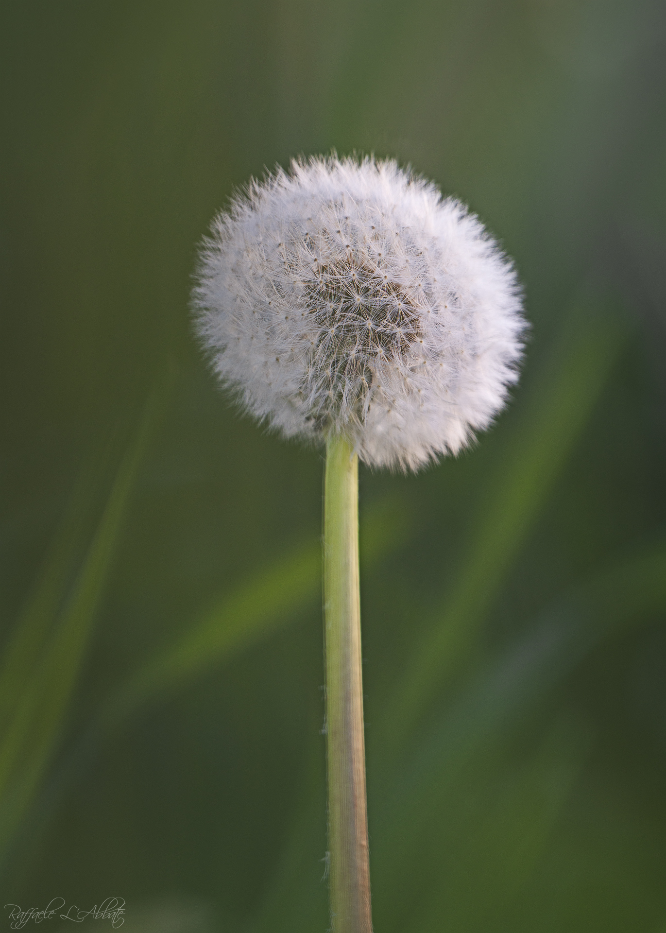Dandelion