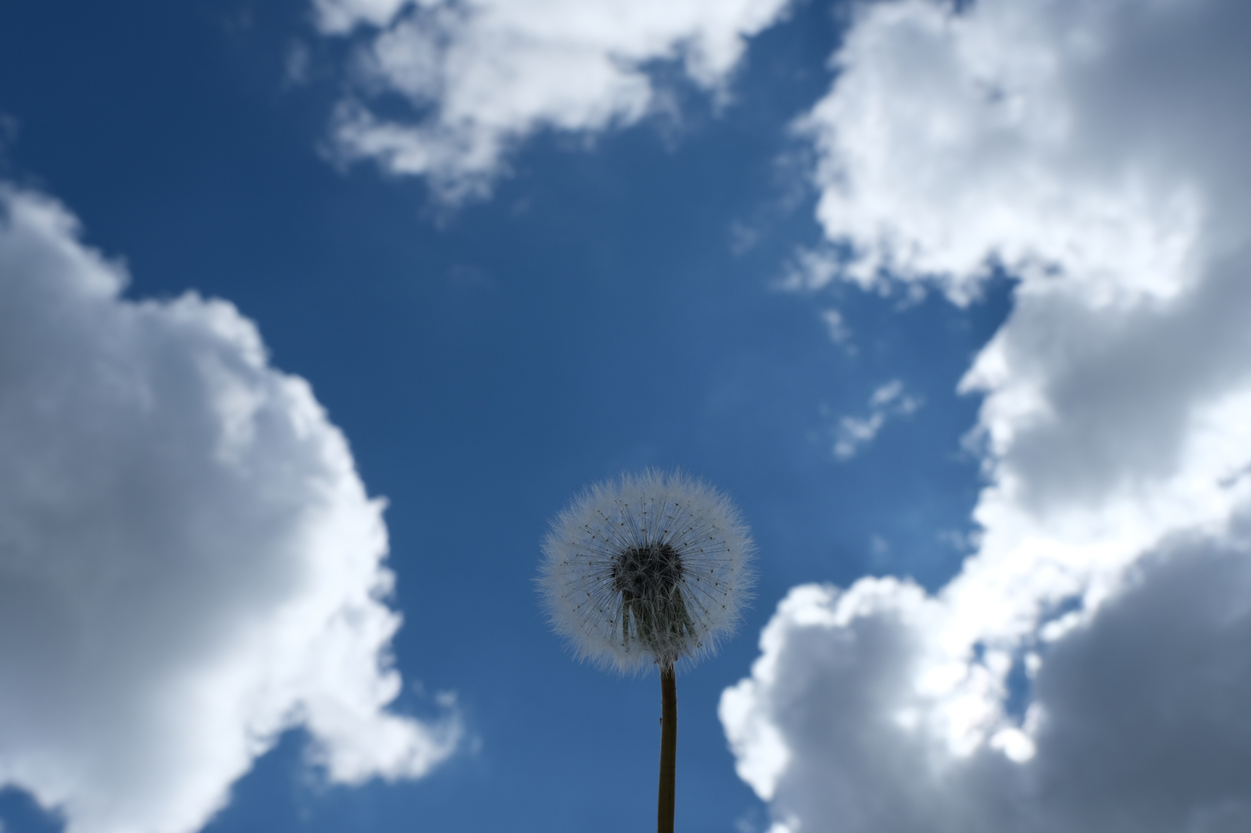 Soffione "d'artificio"