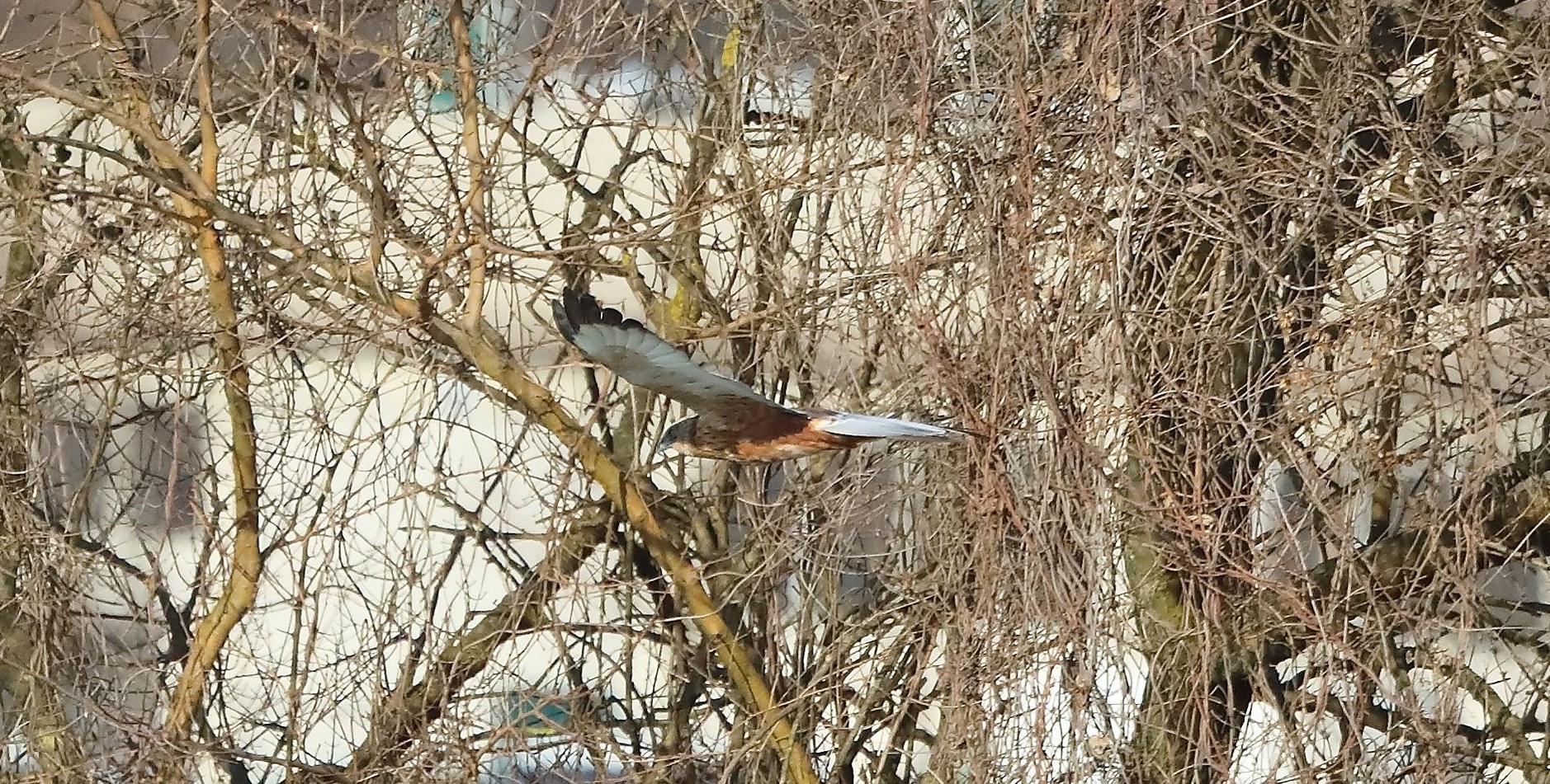 Falco di palude 03-02-2023