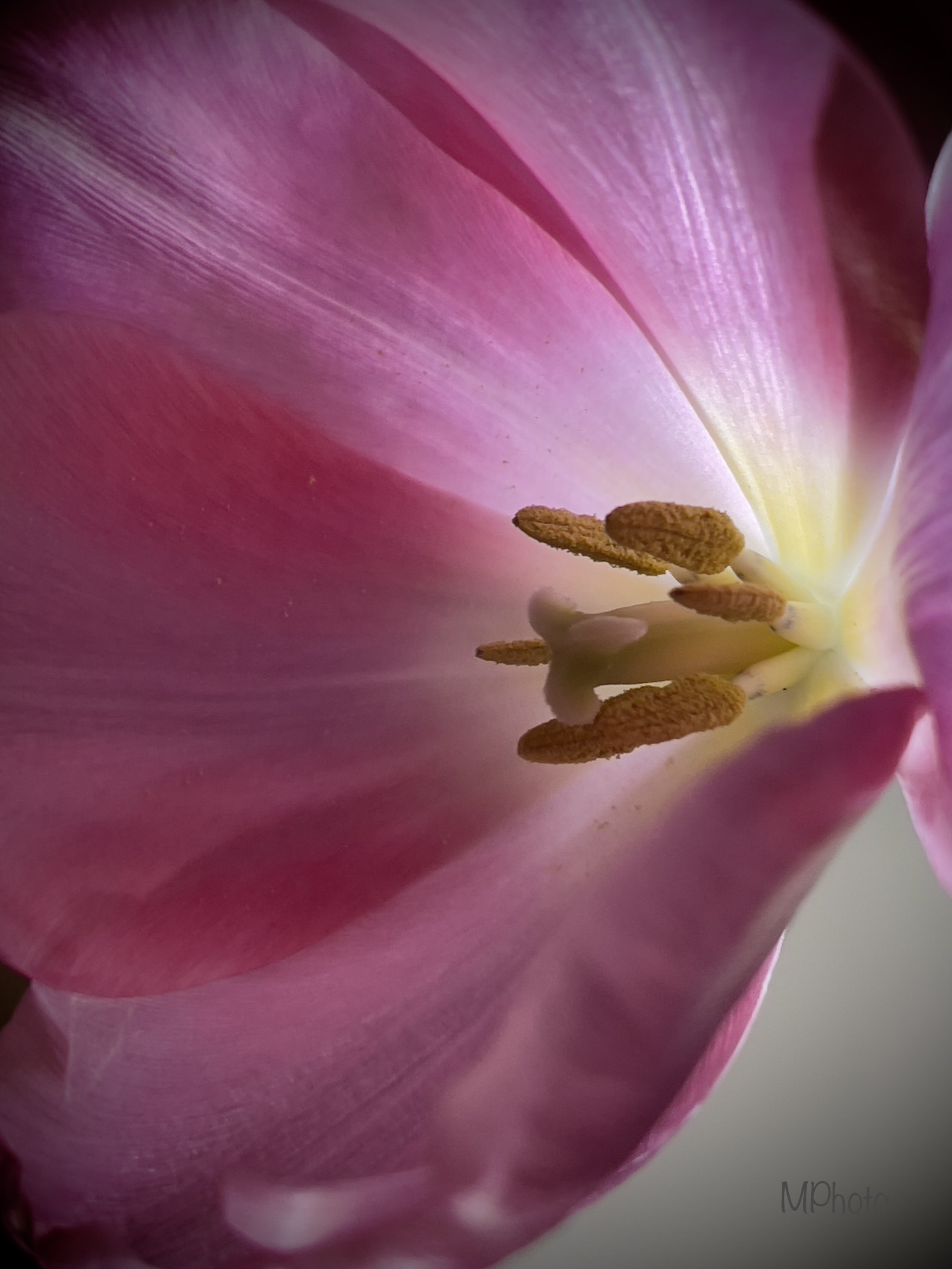 Tulip