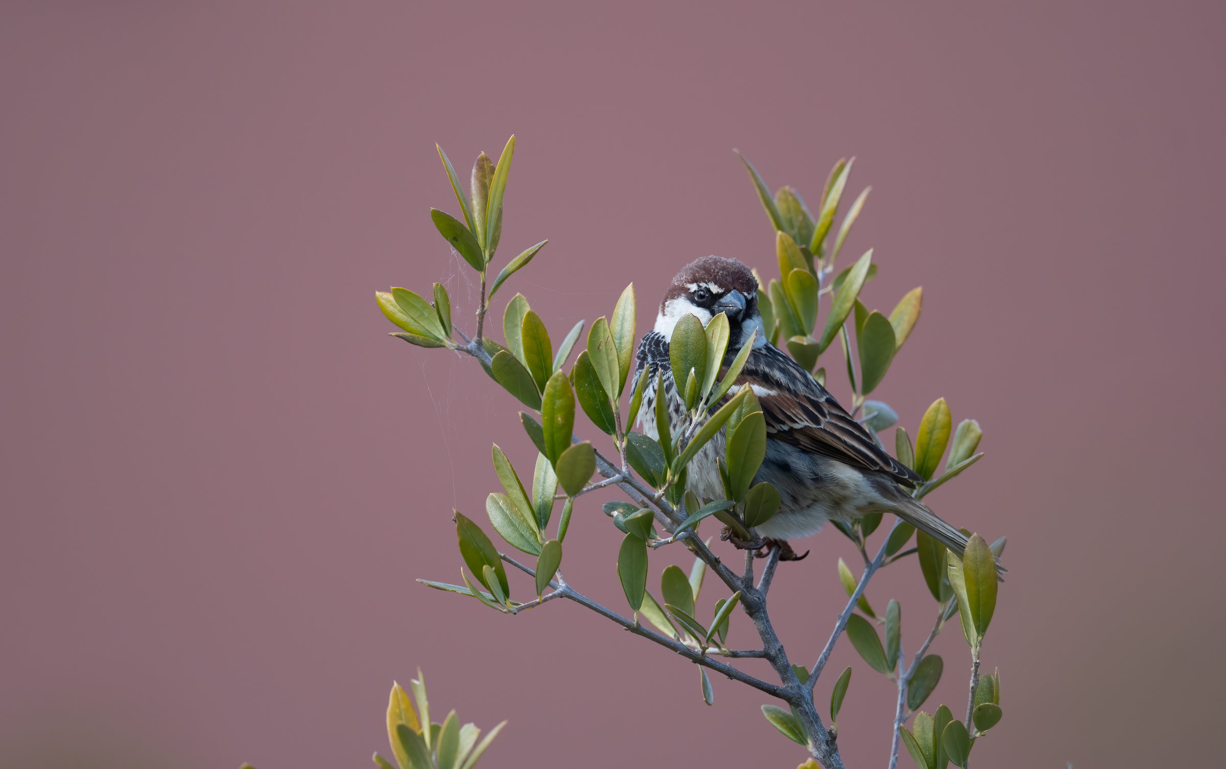 Sardinian flounder on olive tree