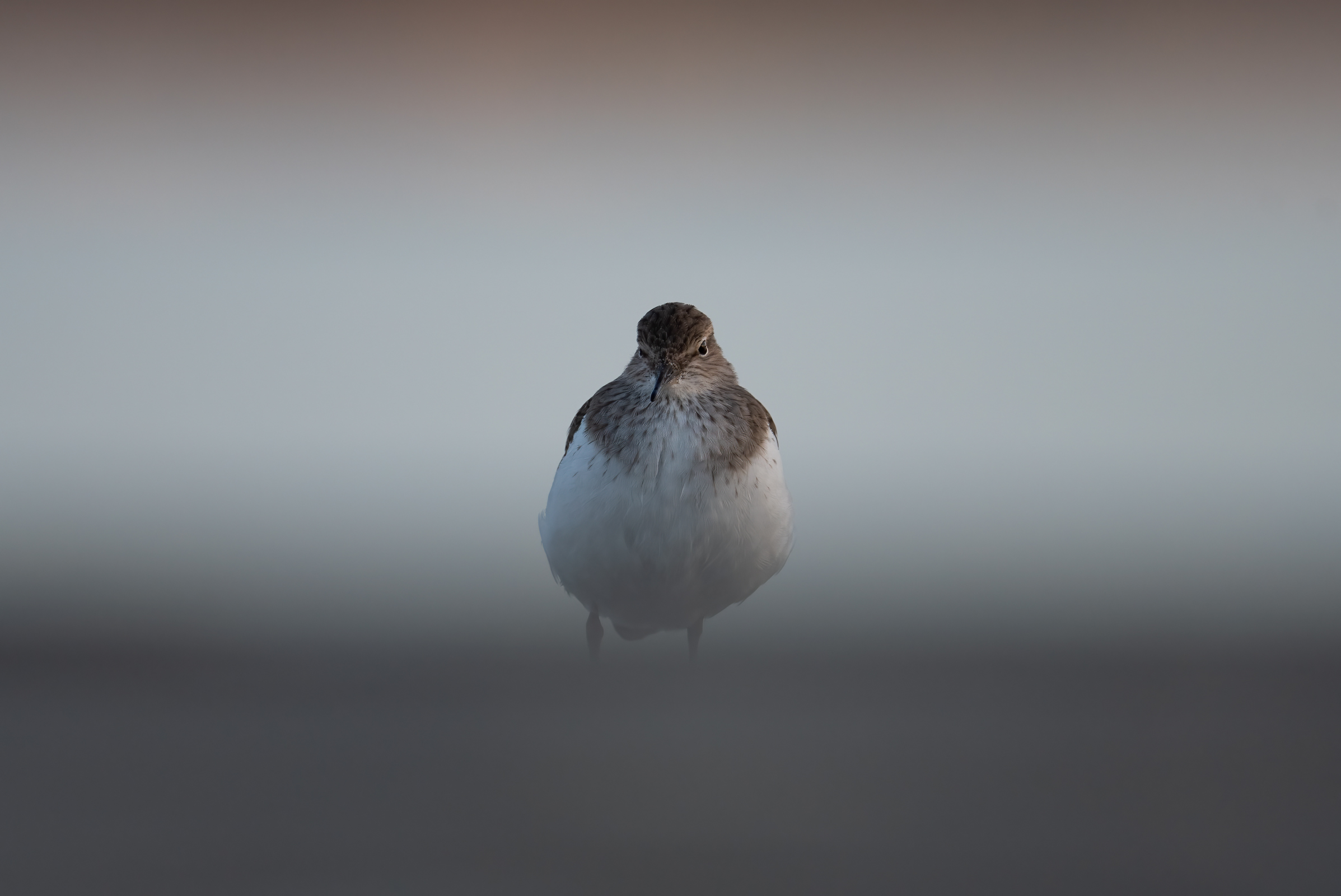Sandpiper