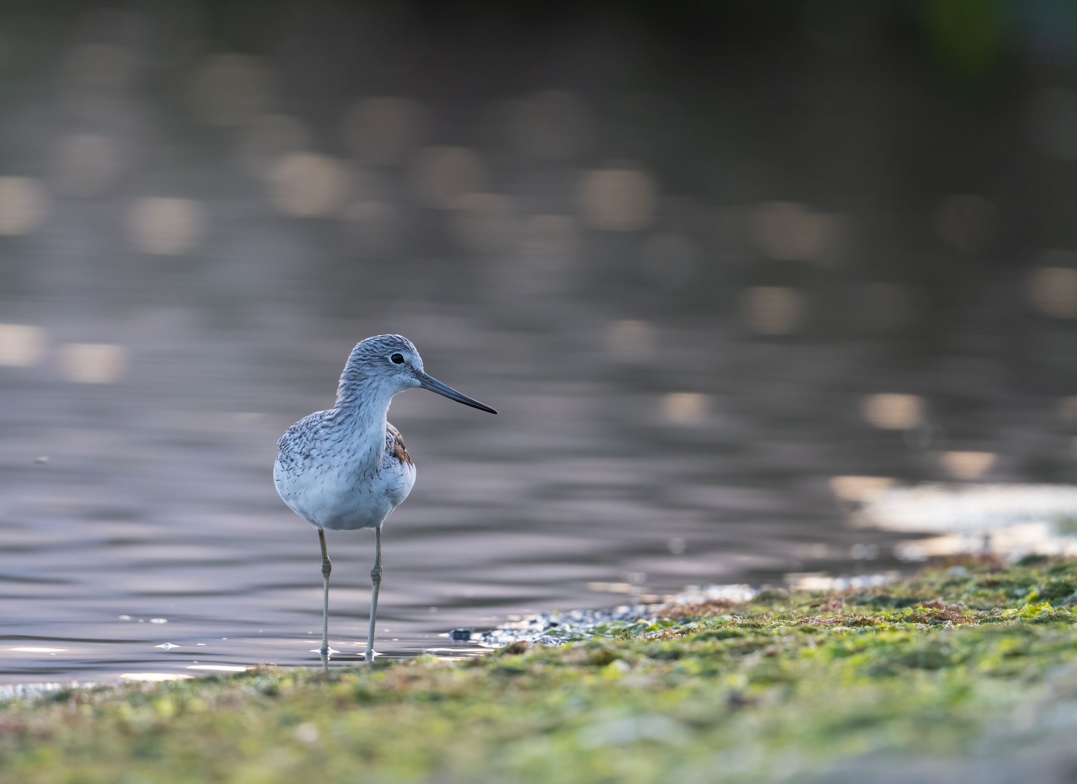 Greenshank