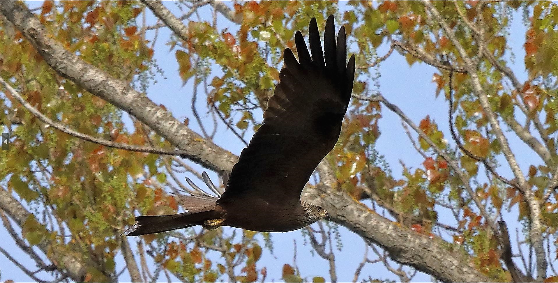 Nibbio bruno 10-04-2023