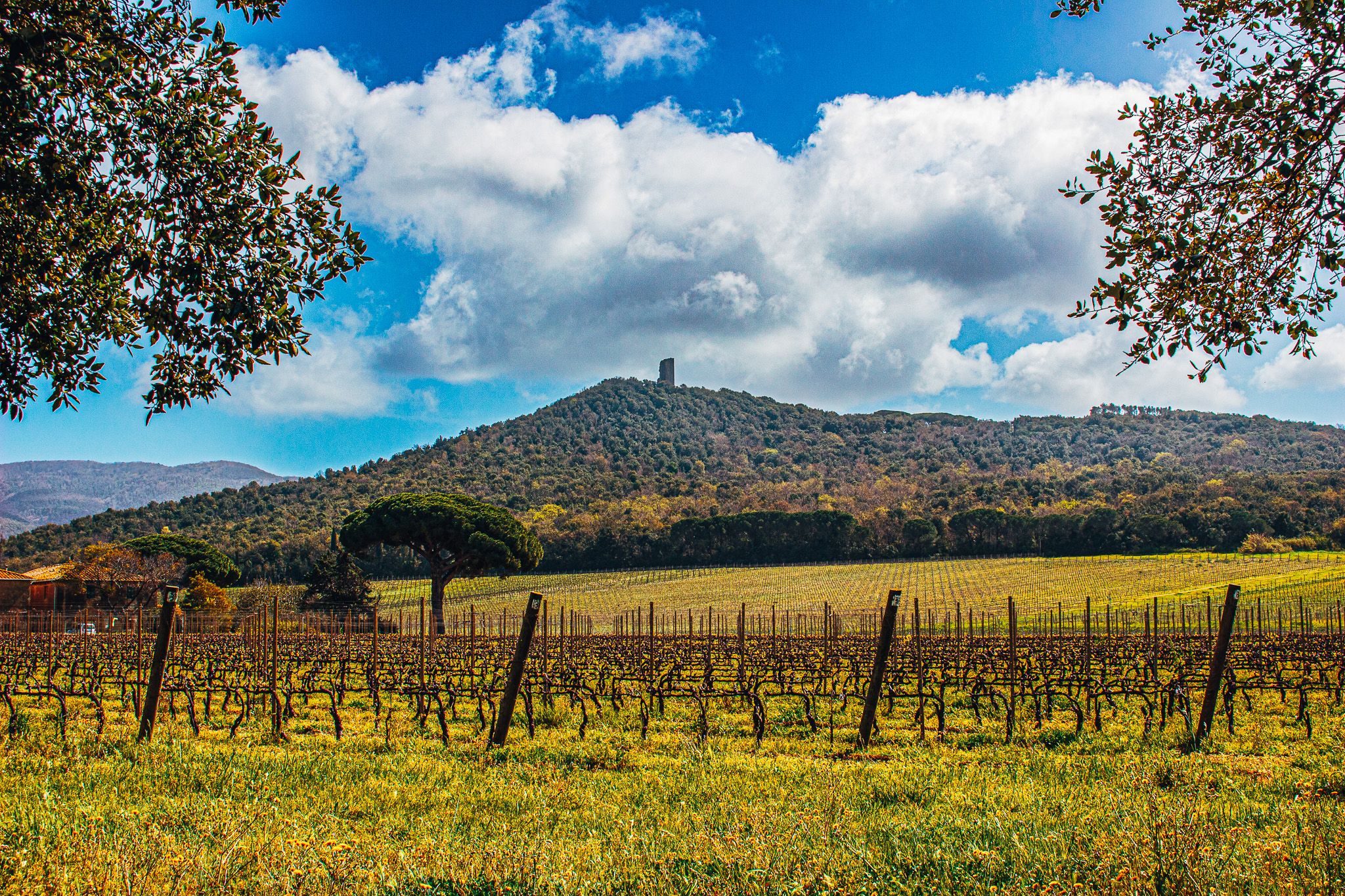 La Torre di Donoratico
