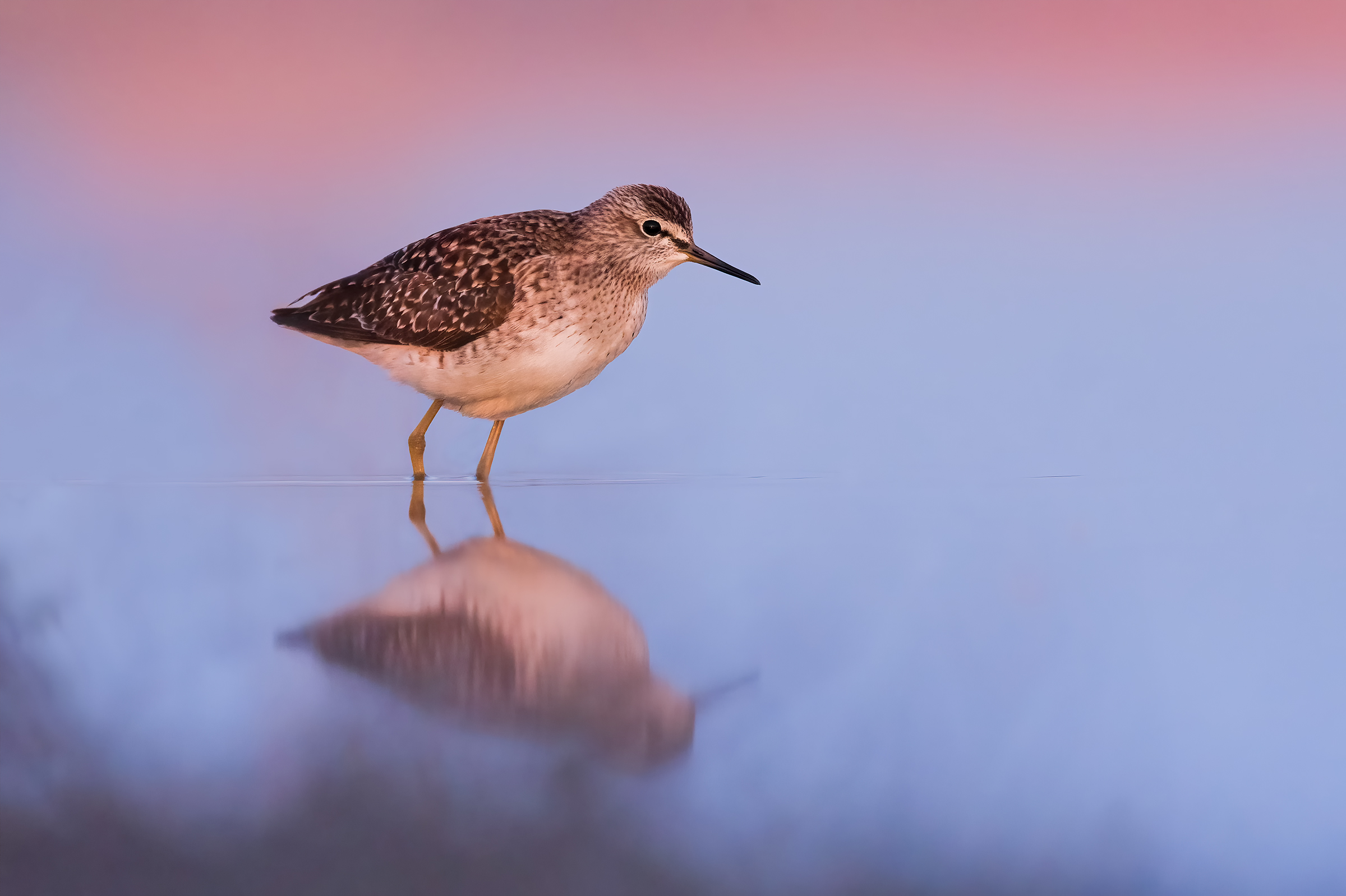 Piro piro boschereccio