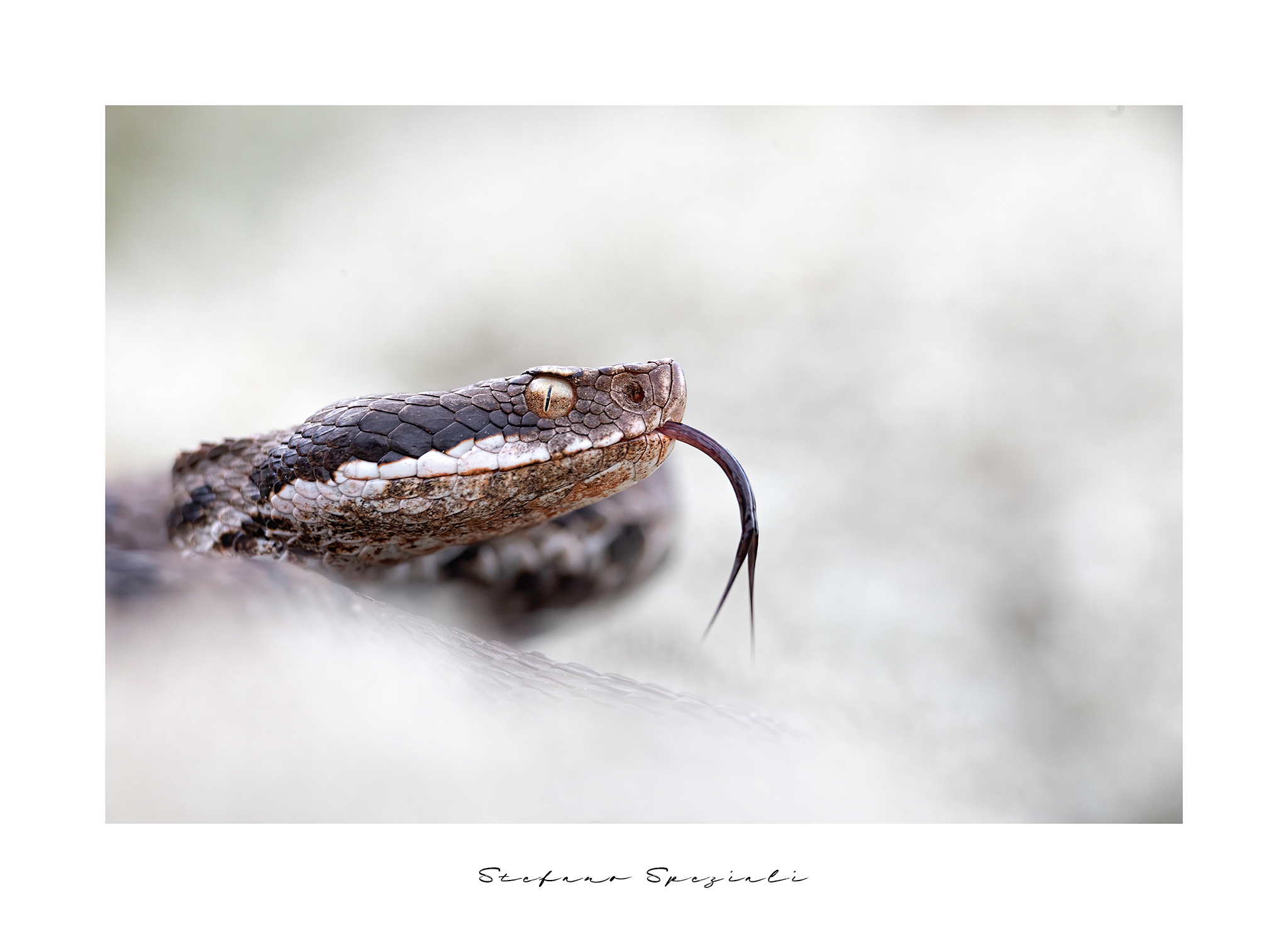 Asp - Vipera aspis