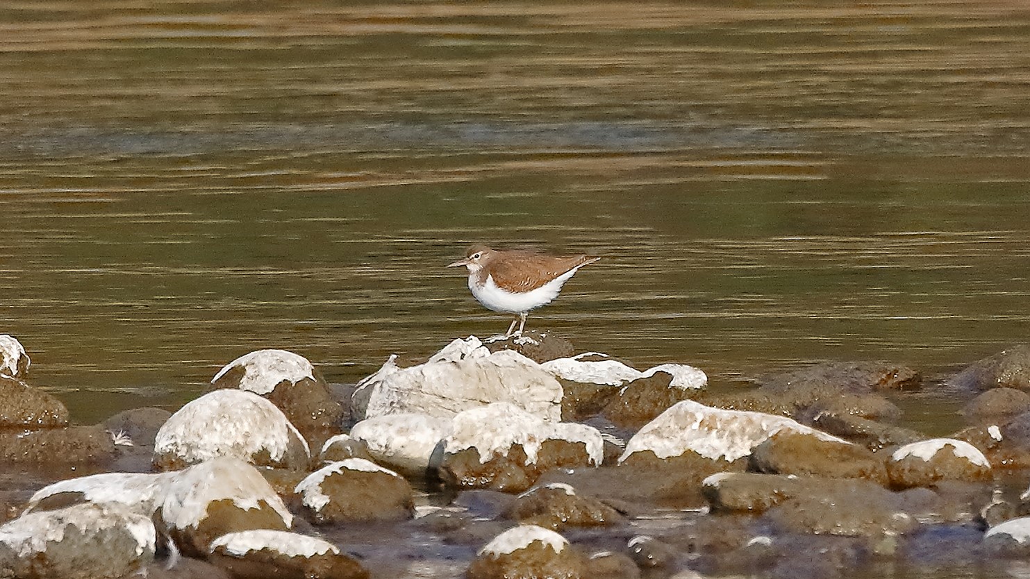 Piro Piro 17 febbraio 2023