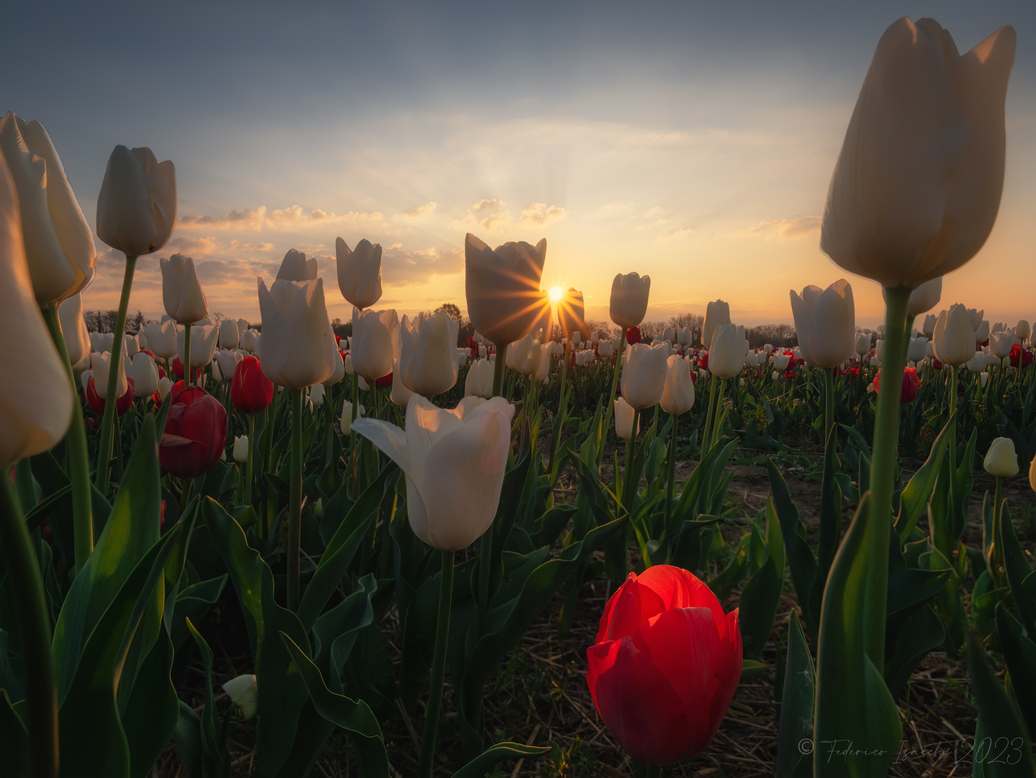 Tulipani