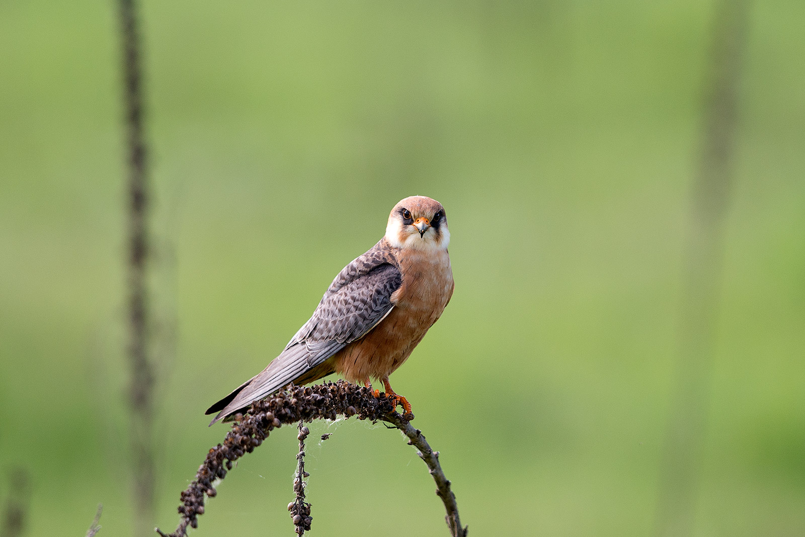Red-footed Falcon