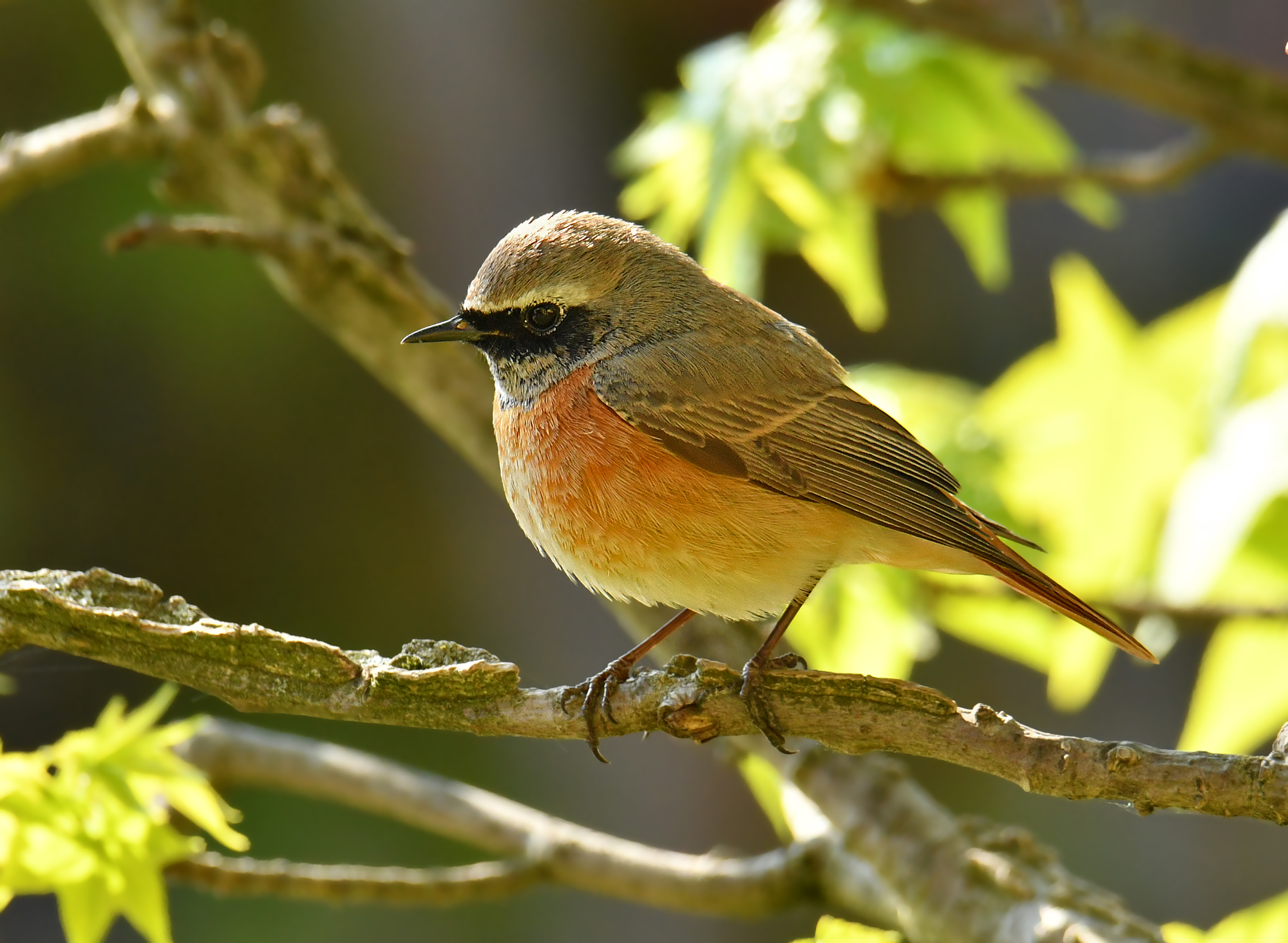 Common Redstart