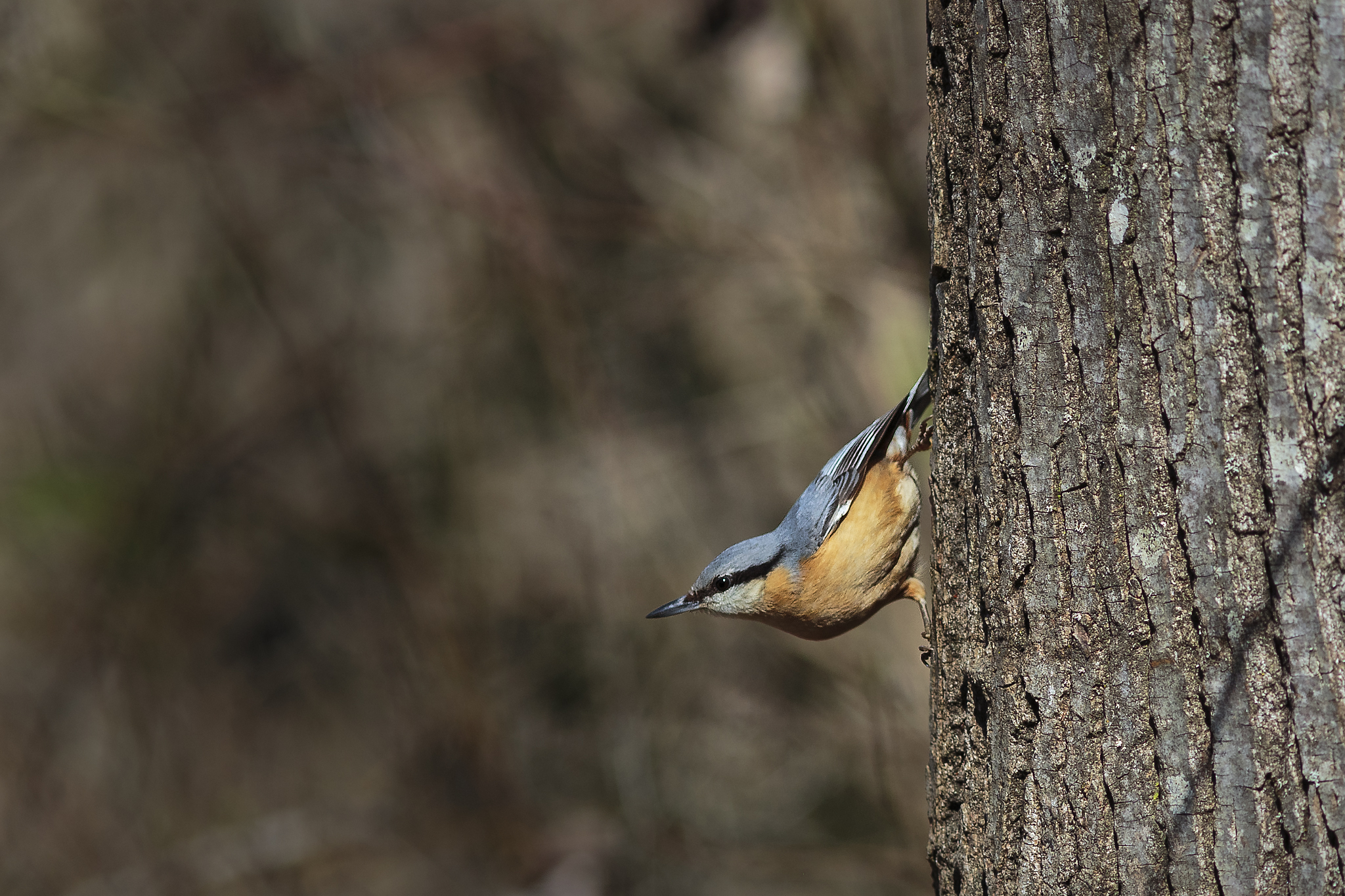 Wood nuthatch