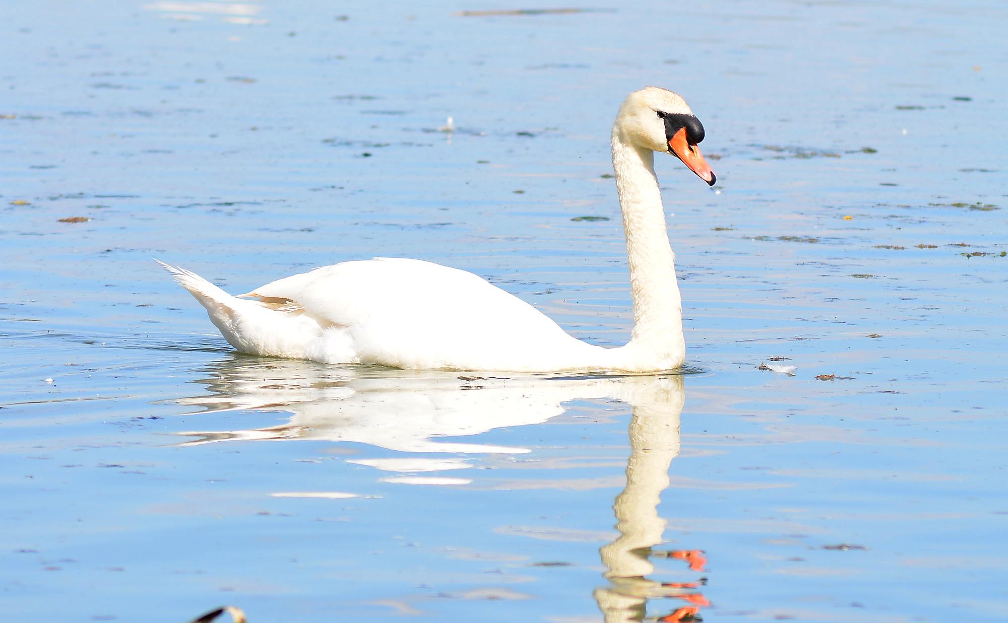 Swan 00