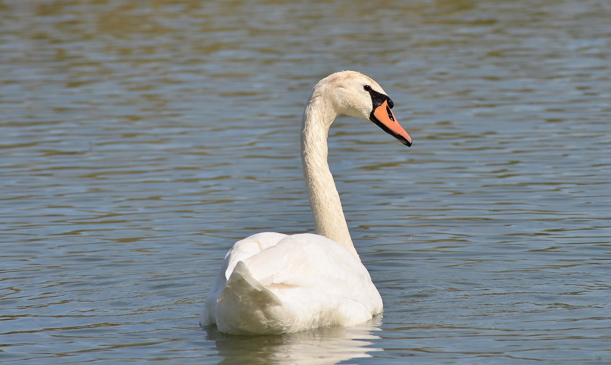 Swan 01