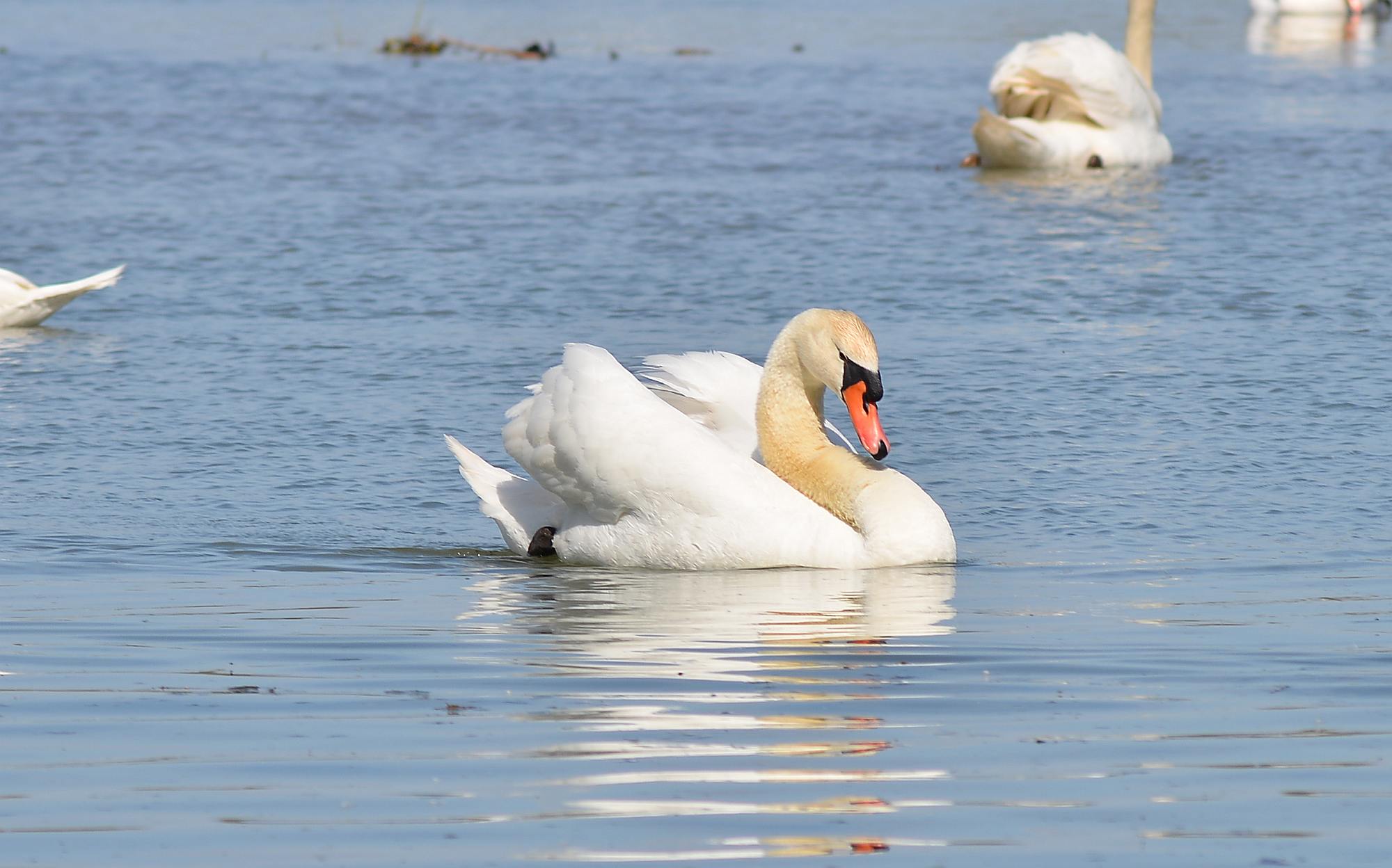 Swan 03