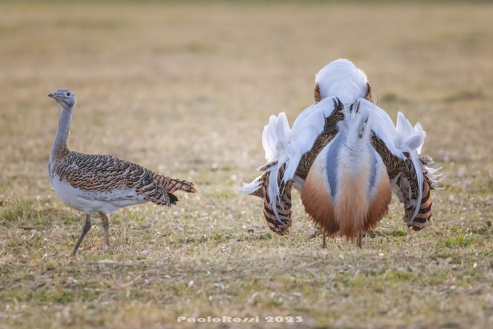 Bustard in wedding parade...