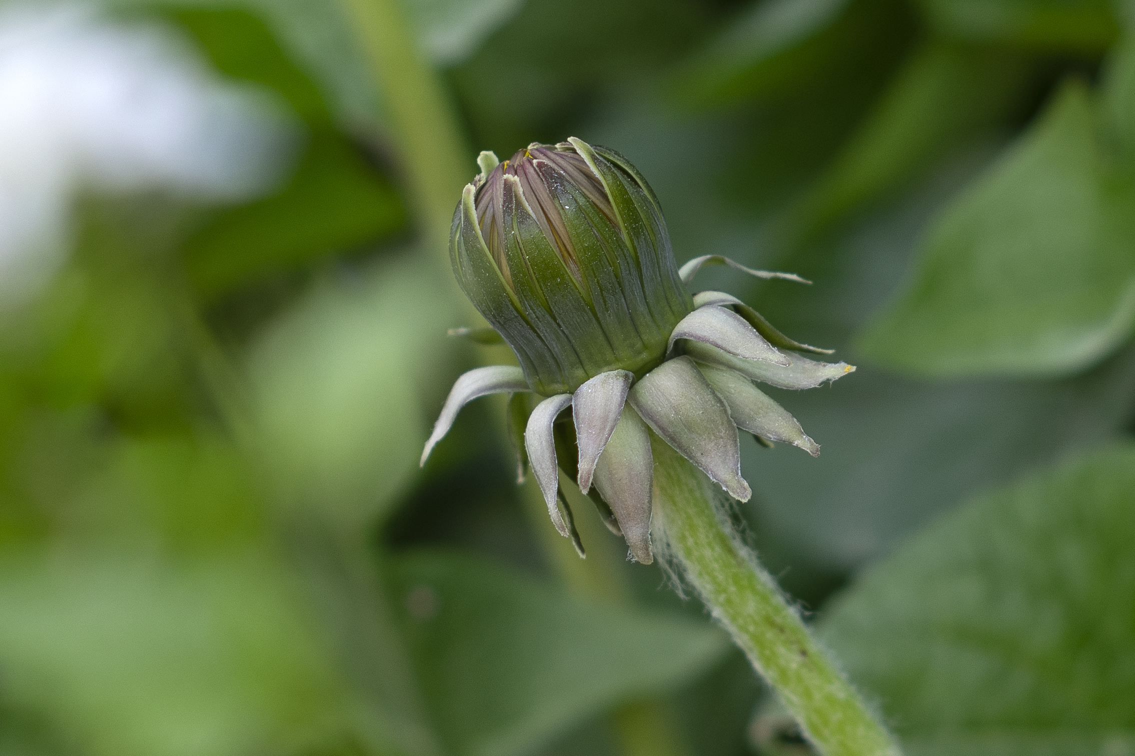 Dandelion bud