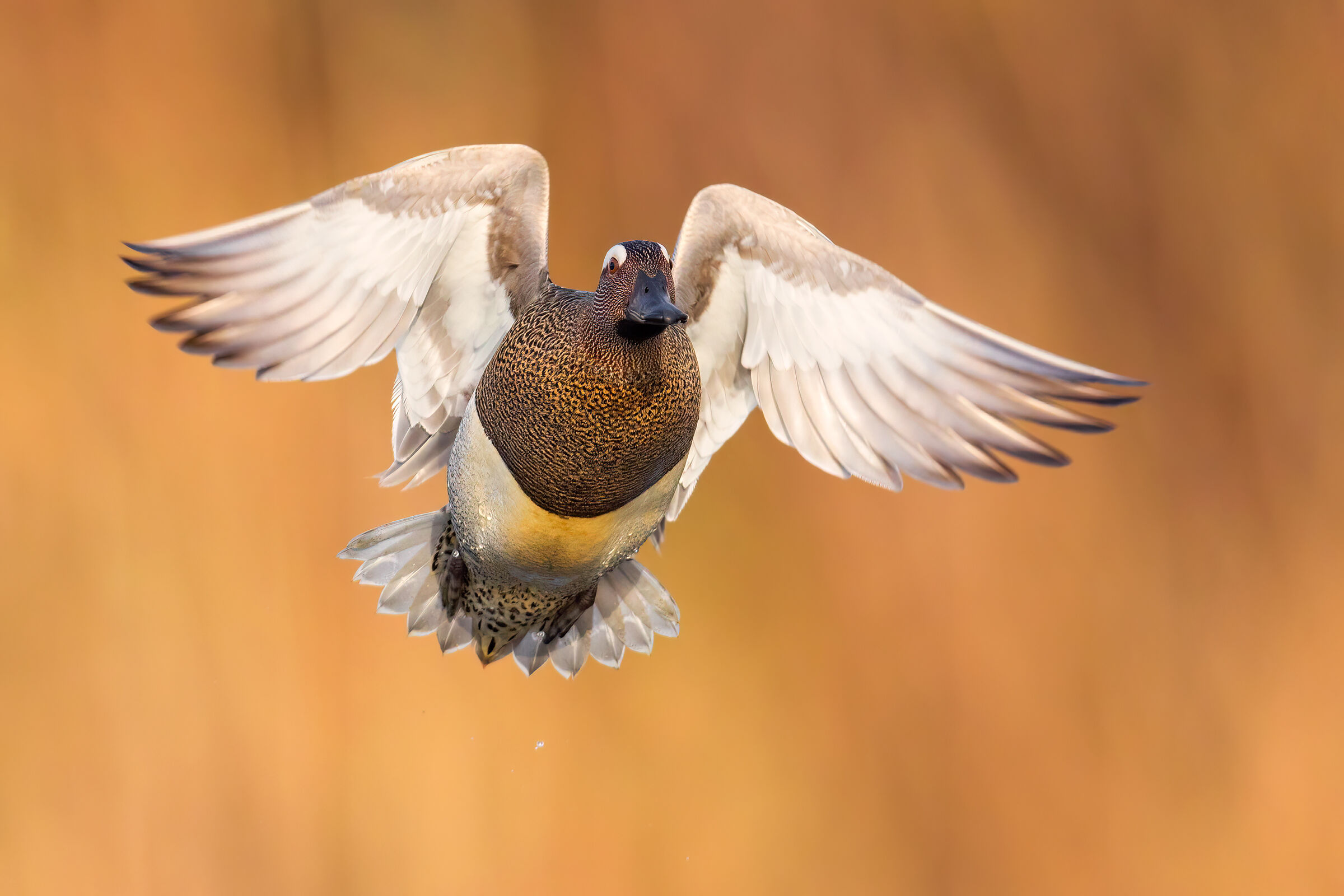 Garganey