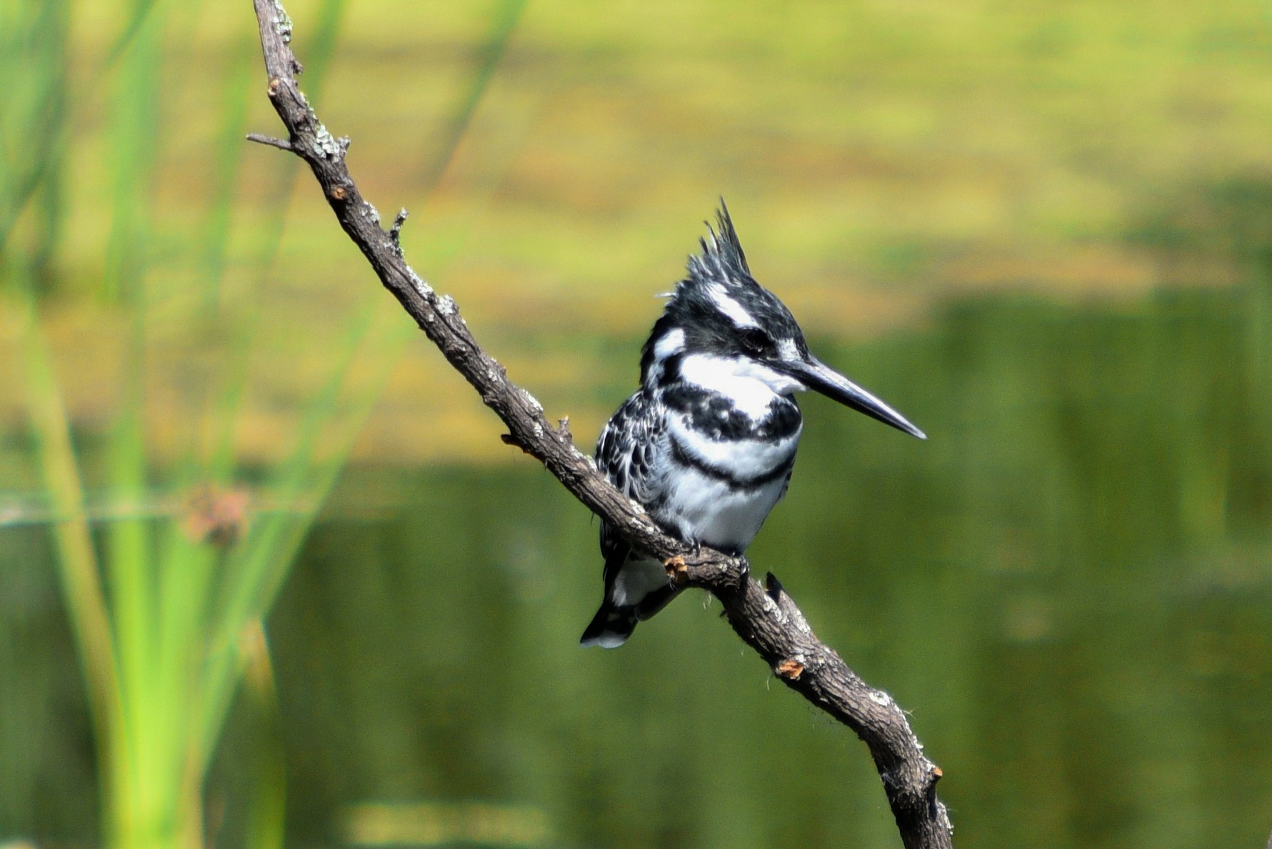 Martin pescatore (Ceryle rudis ) Intaka Island
