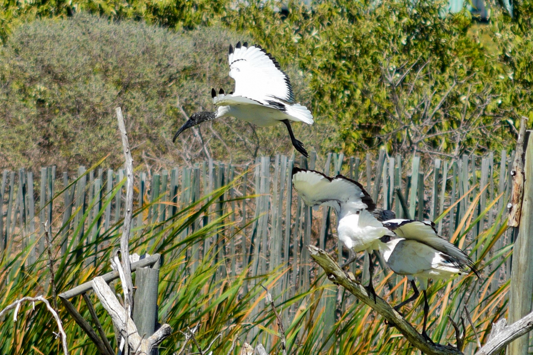 African Sacred Ibis ( Intaka Island )