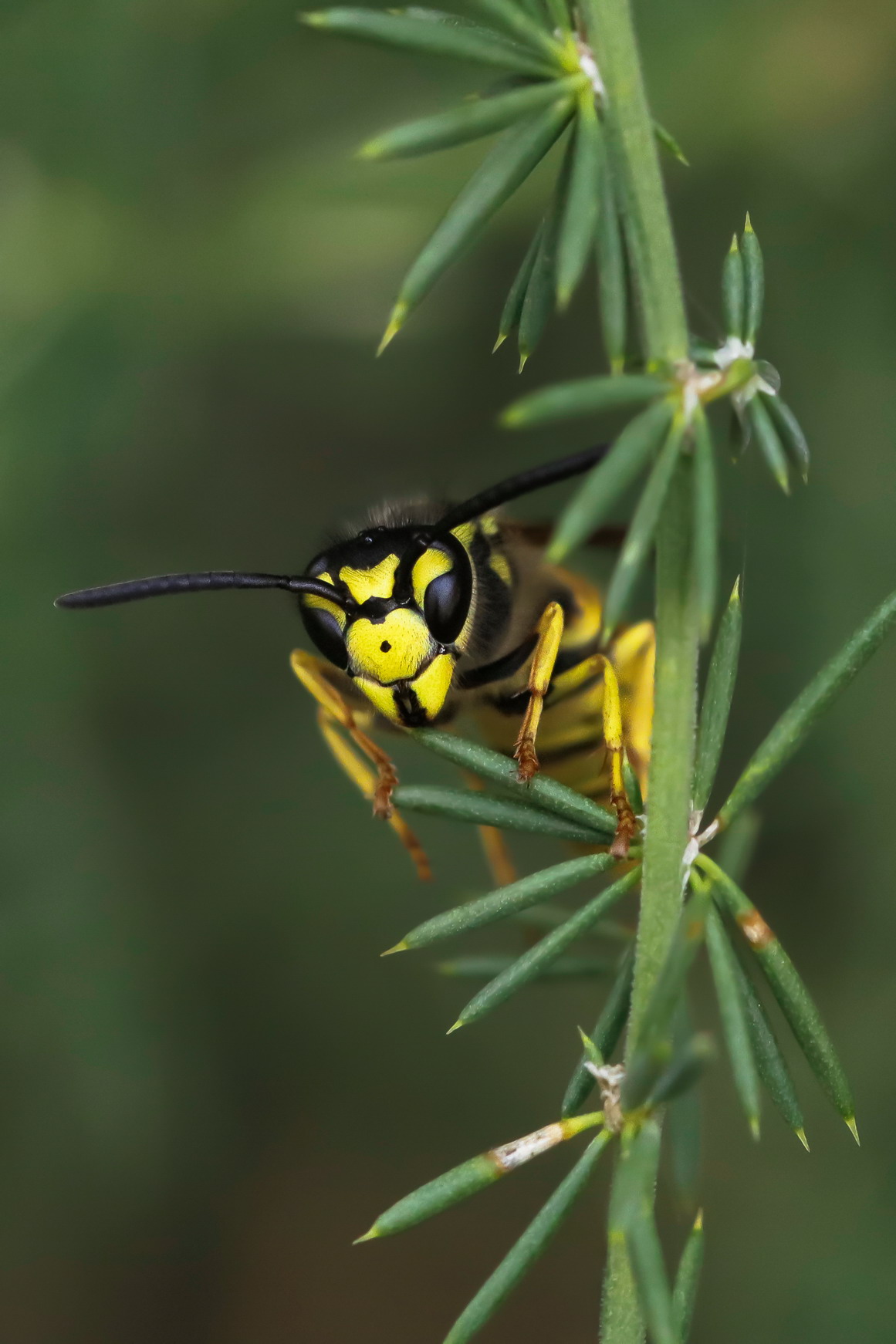 Vespula germanica