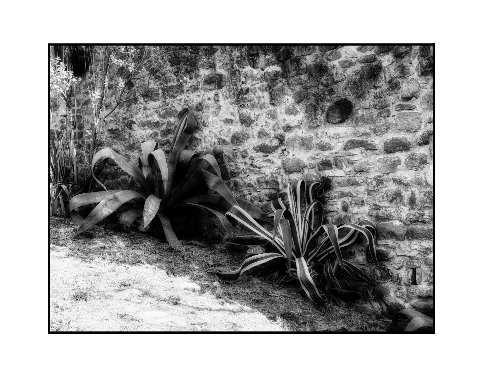 Wall and plants