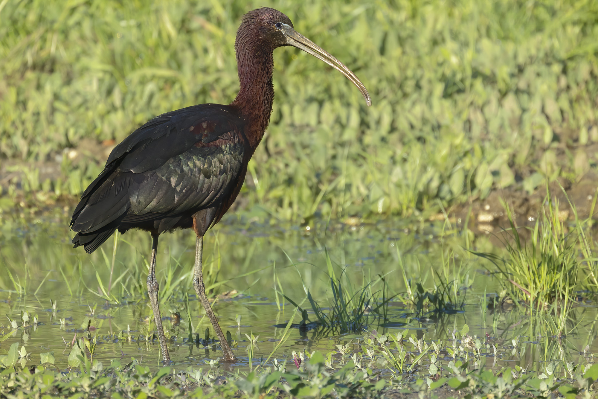 mignattaio nel verde