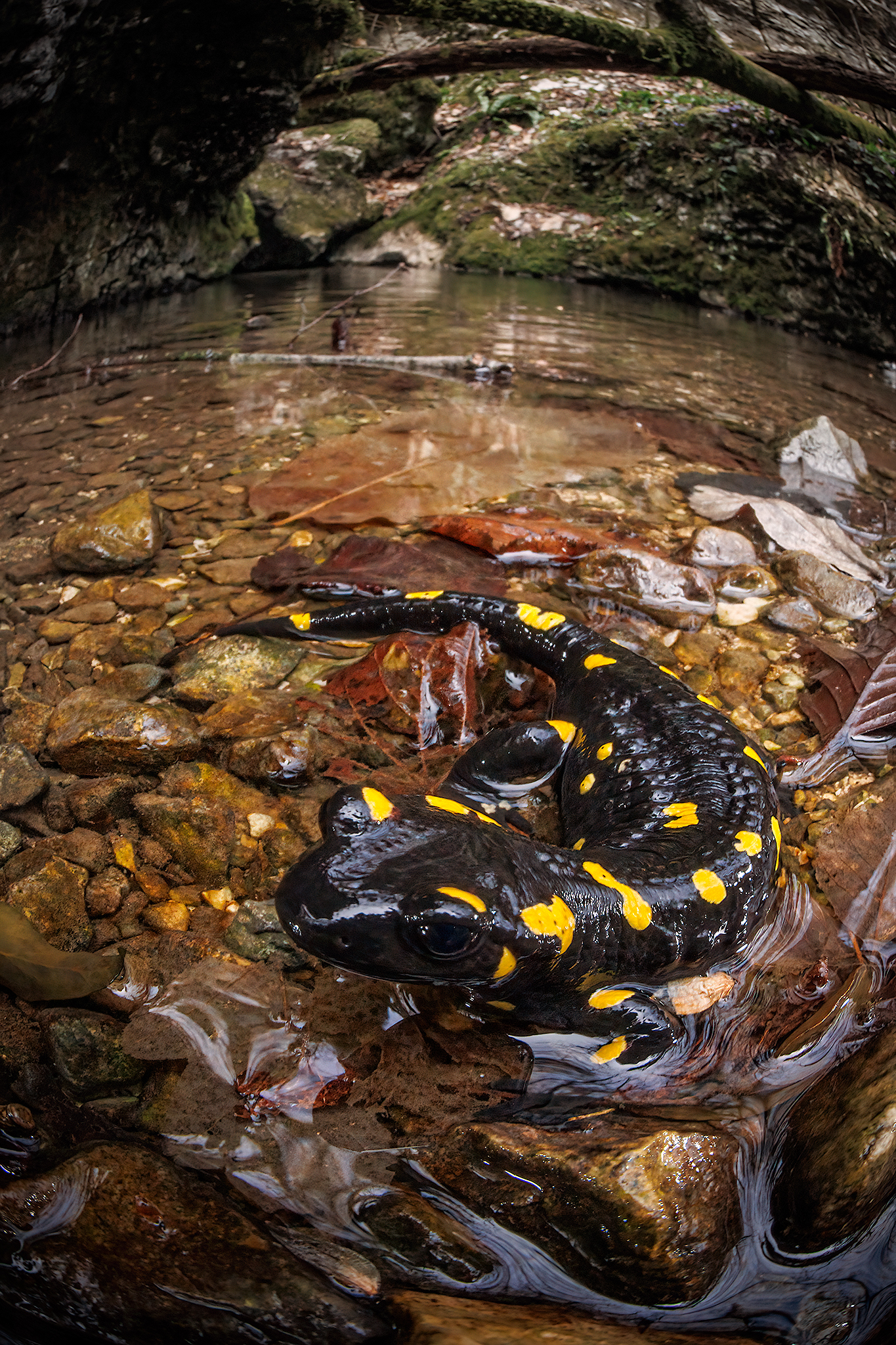 Spotted salamander - Salamander salamander