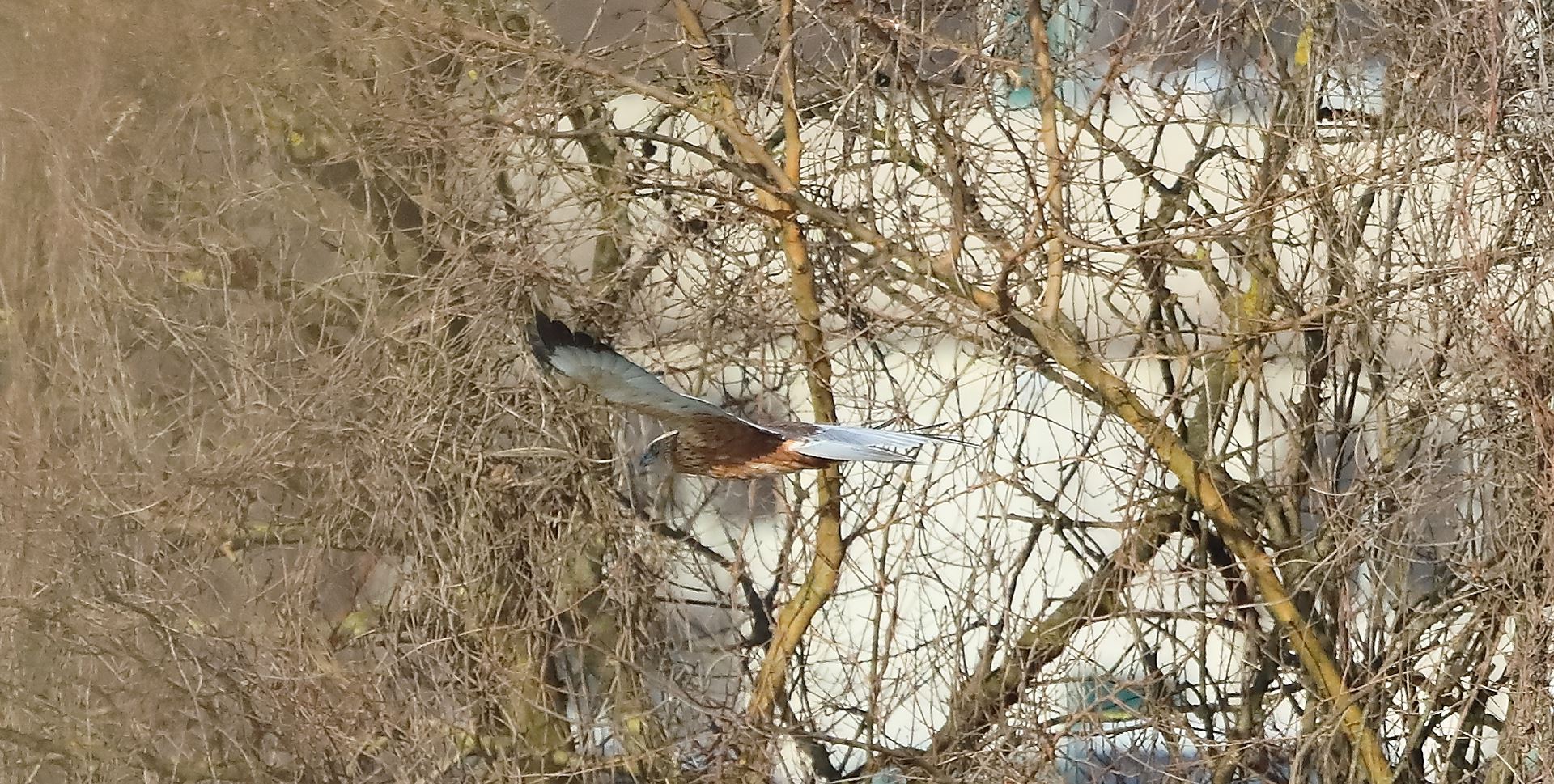 Nibbio bruno 03-02-2023