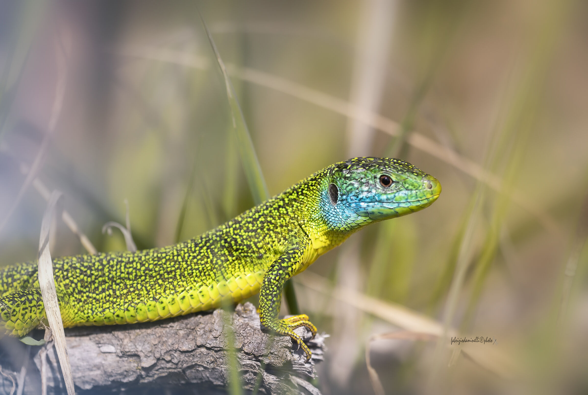 Western lizard - Lacerta bilineata