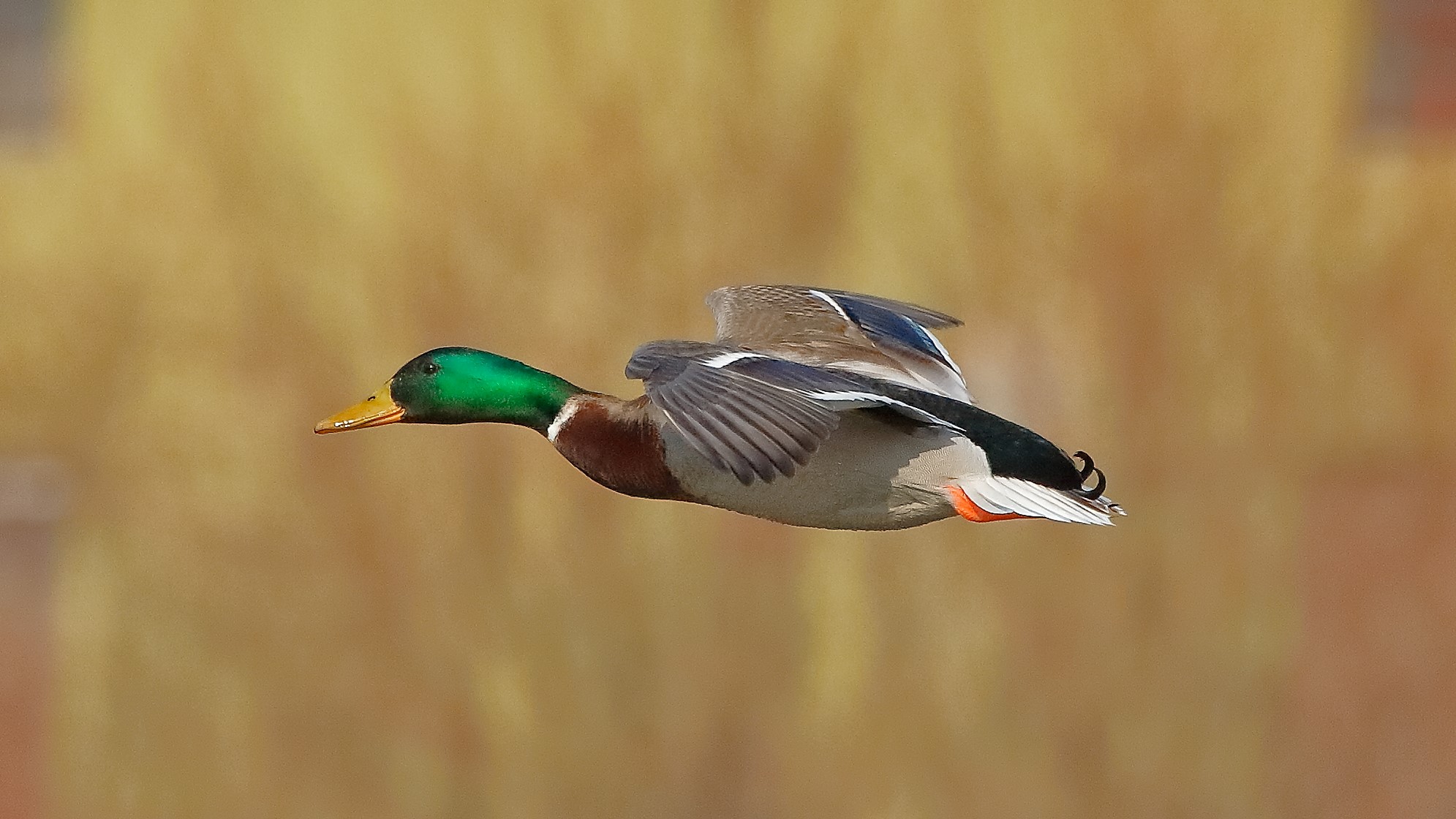 Germano 17 febbraio 2023