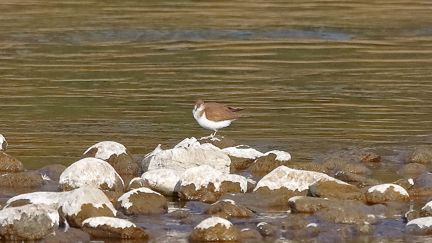 Piro Piro 17 febbraio 2023