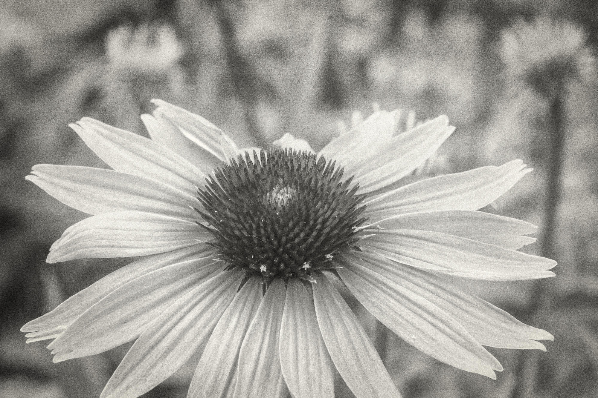 Flower in Black and white