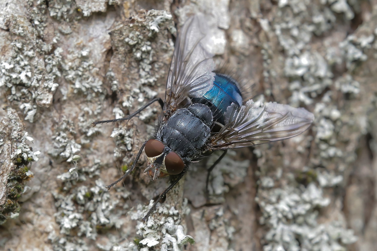 Calliphora sp. z o.o.