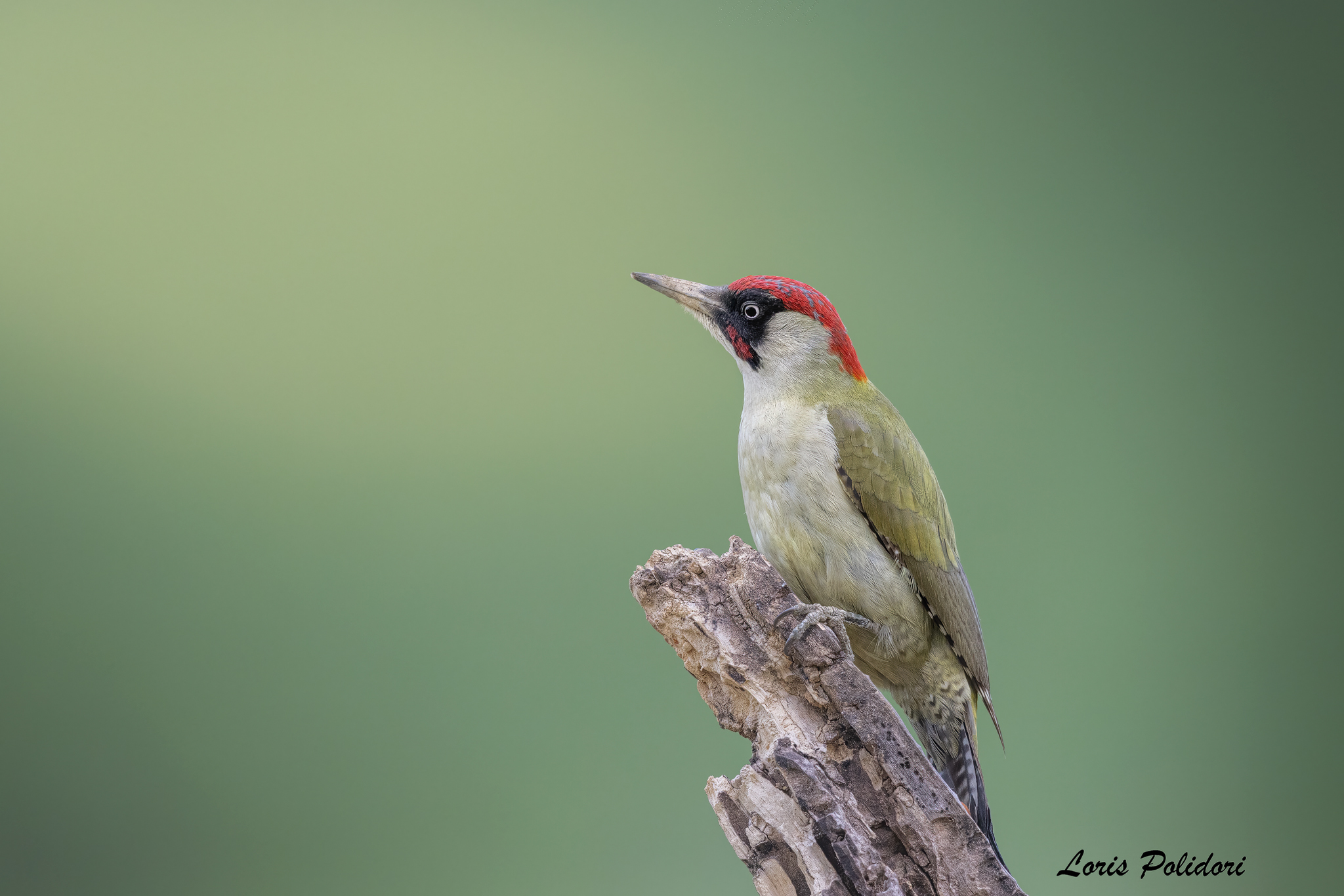 Greenwoodpecker