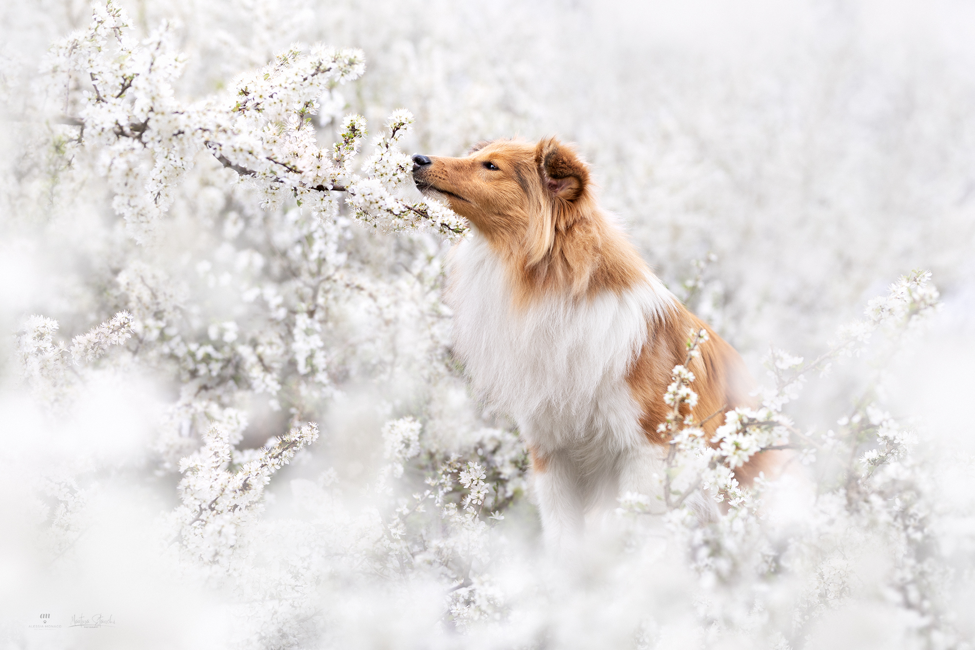 Sheltie blossom