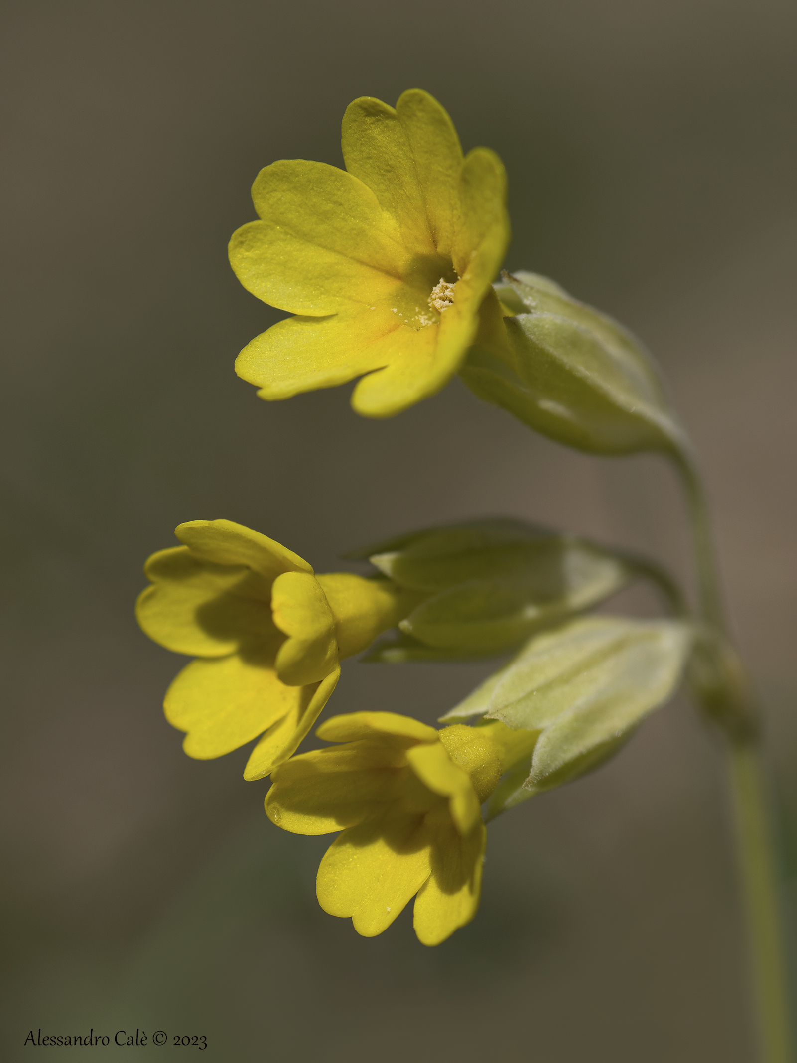 Primula veris 0459