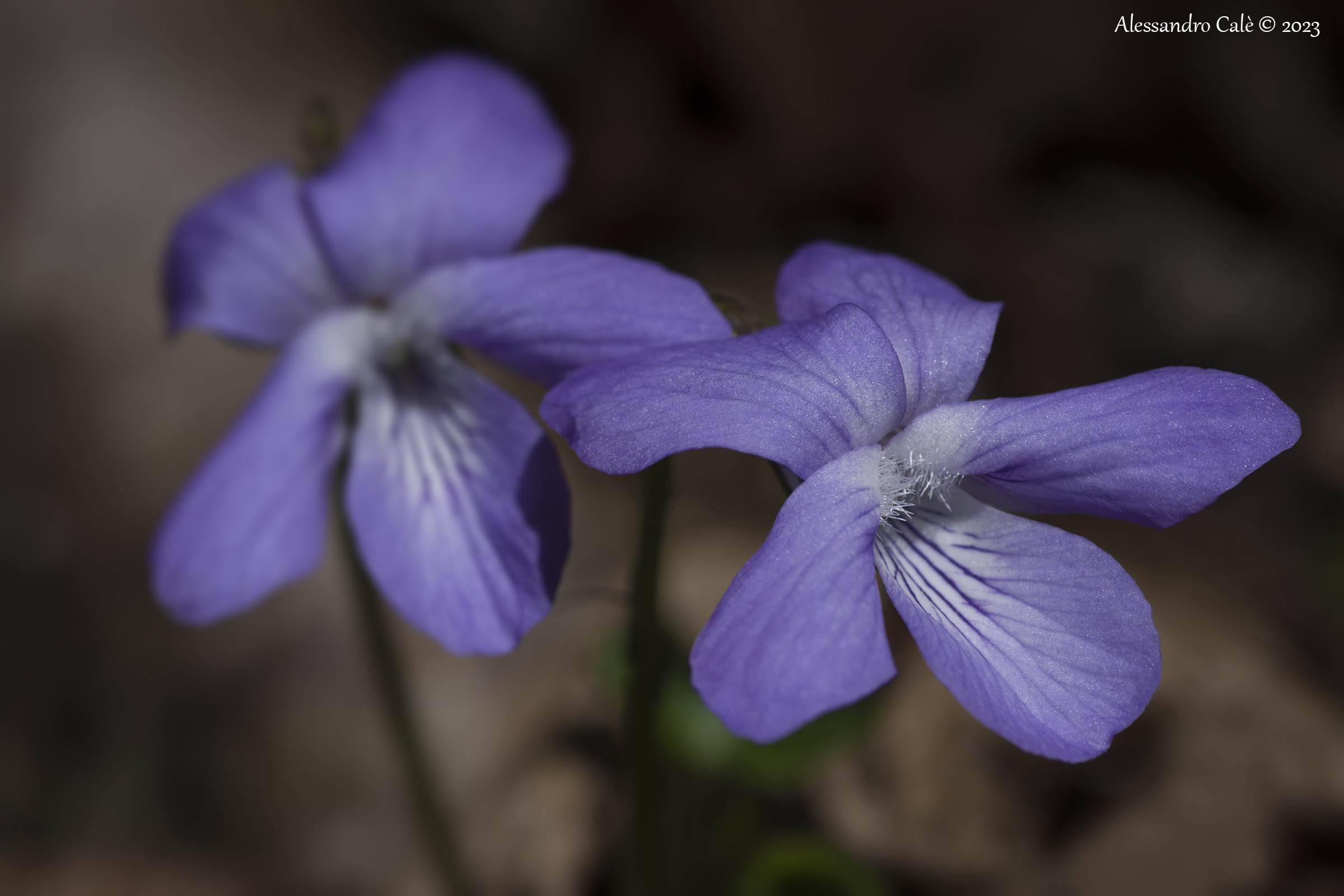 Viola odorata 0131