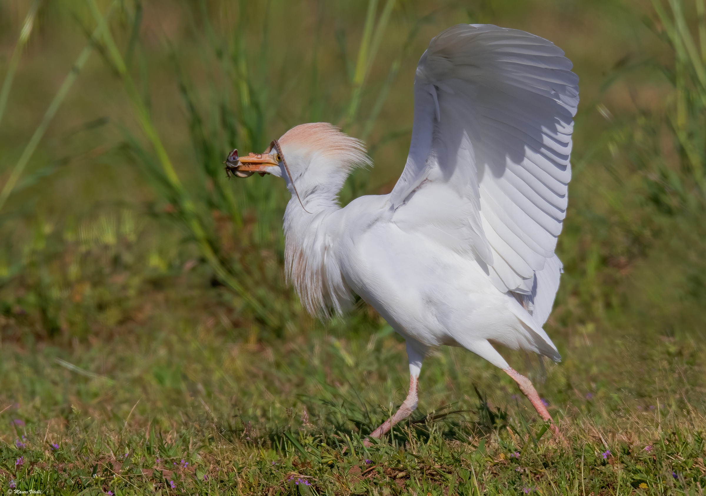 Cattle heron (Bubulcus ibis)