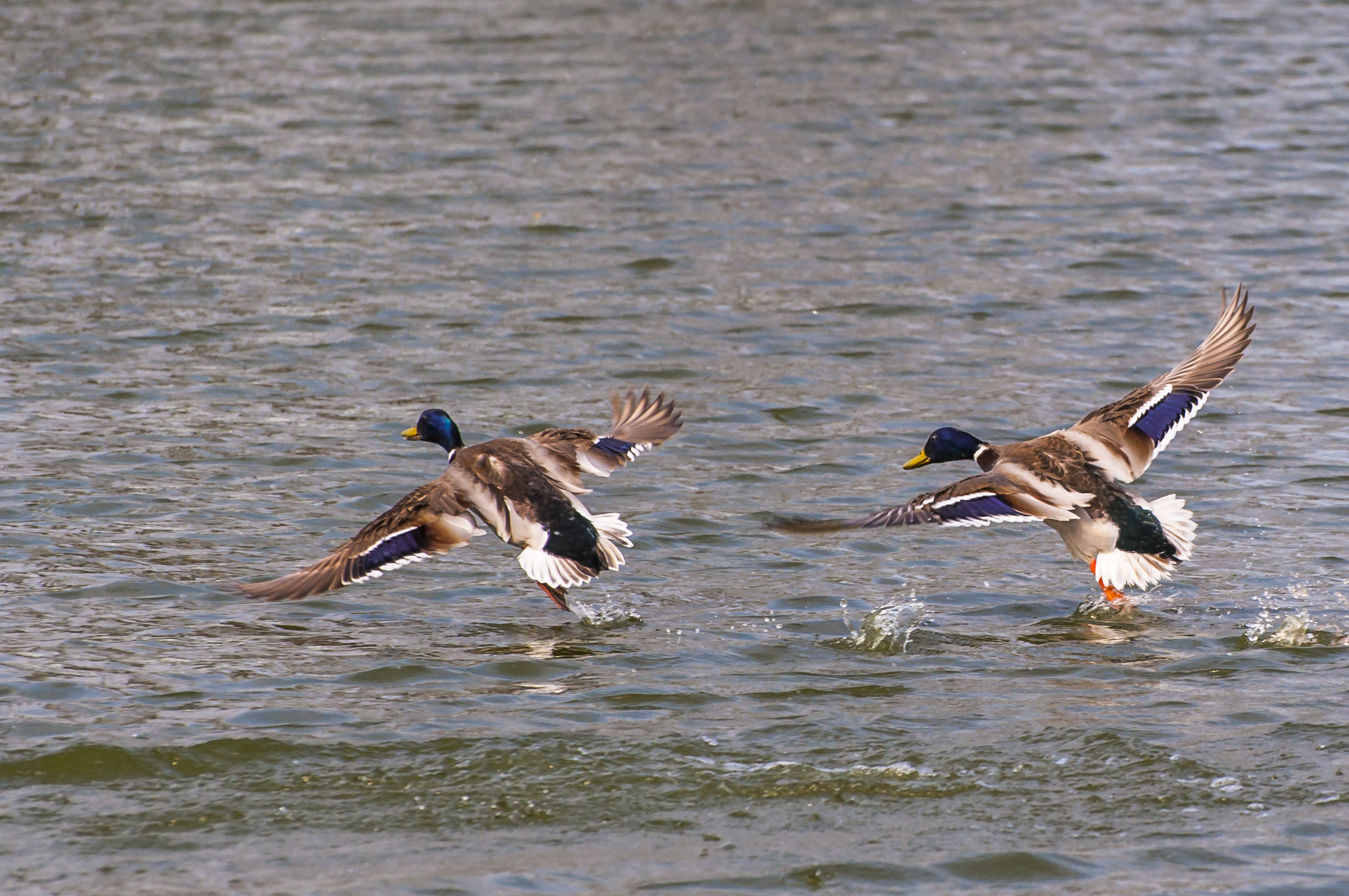 "Volare è la formazione"