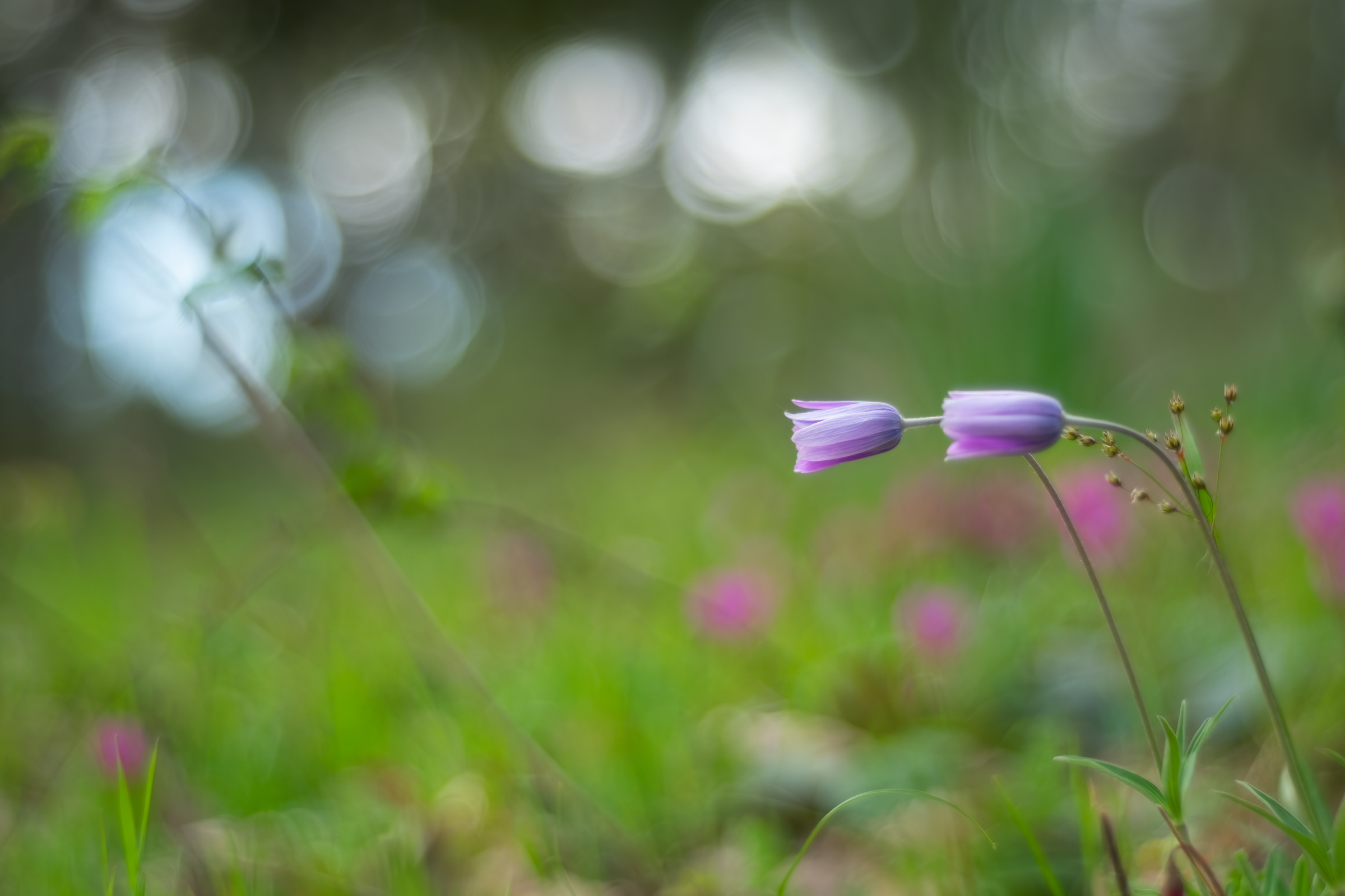 Pulsatilla patens