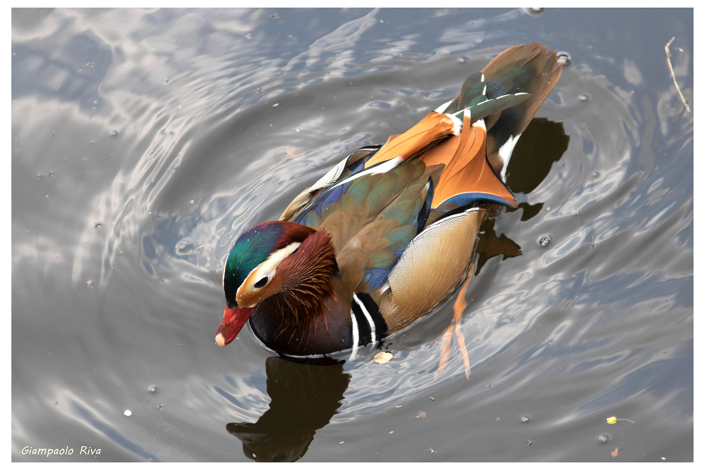 Anatra mandarina dall'alto