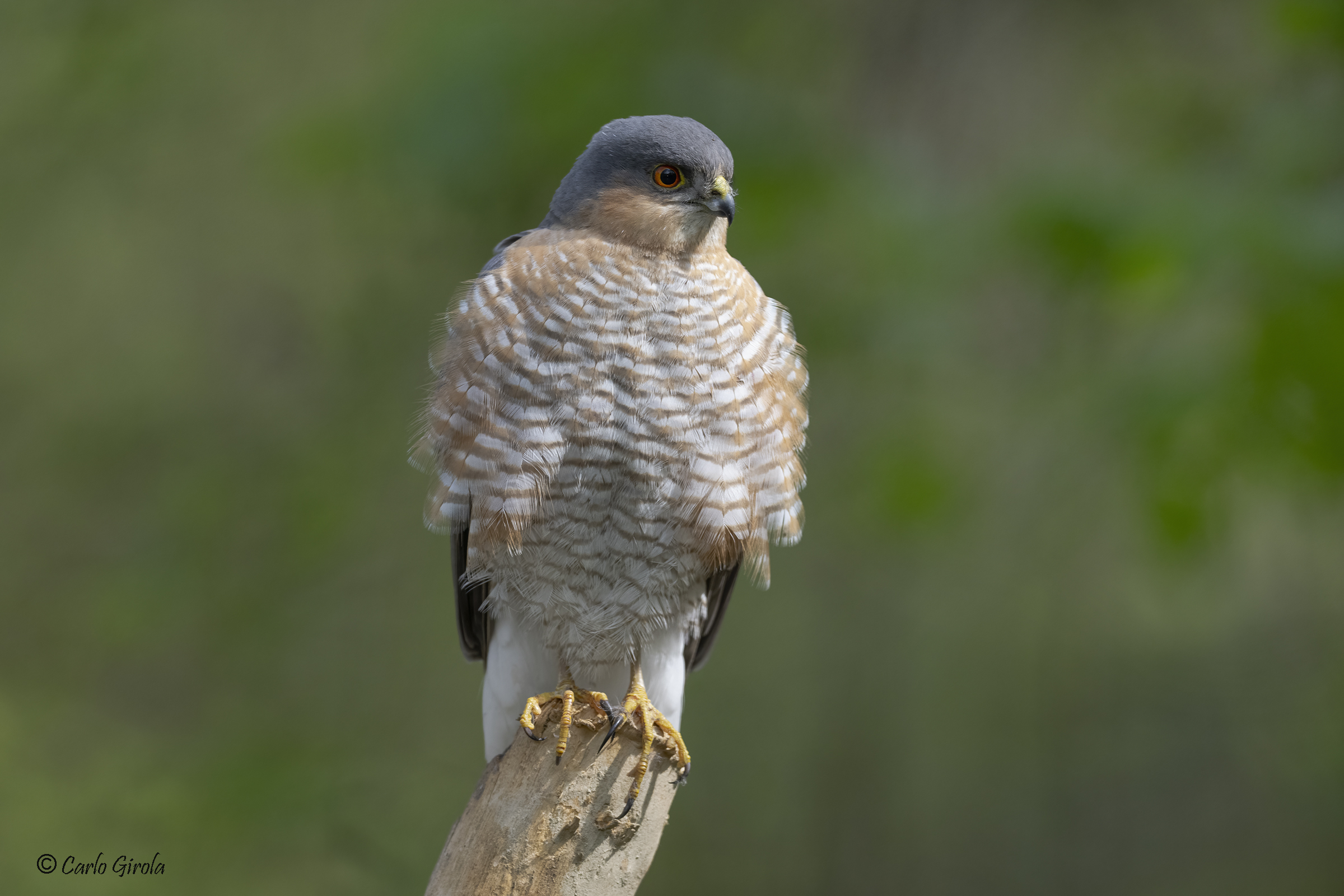 Sparrowhawk (Accipiter nisus)