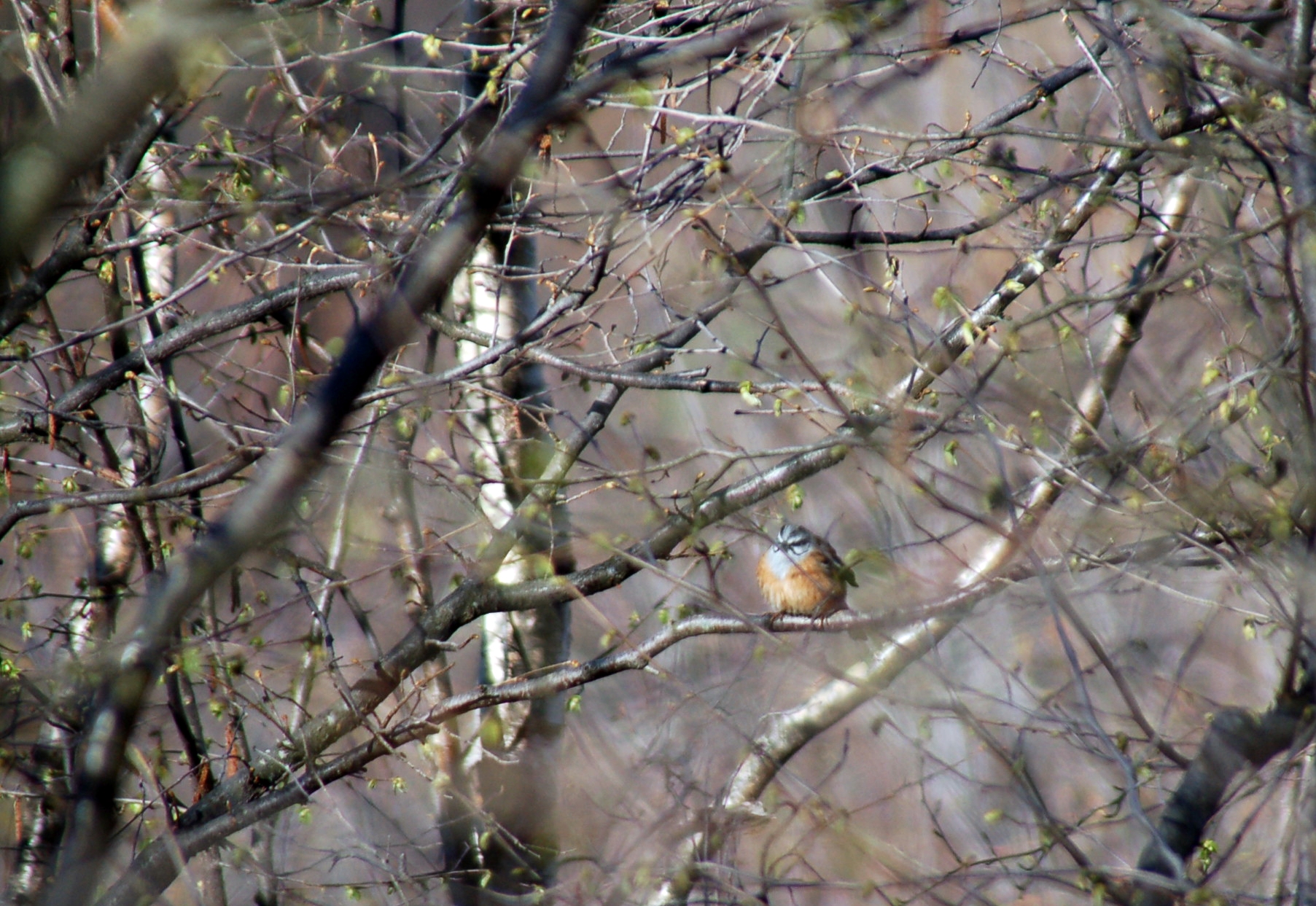 Zigolo muciatto (Emberiza cia) - April