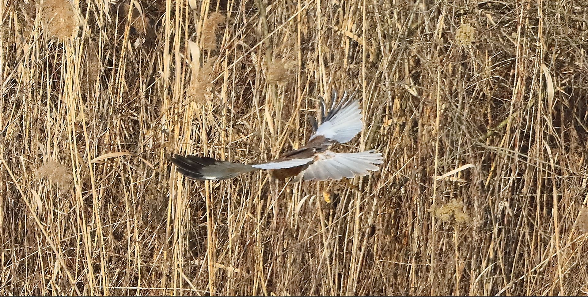 Falco di palude 03-02-2023