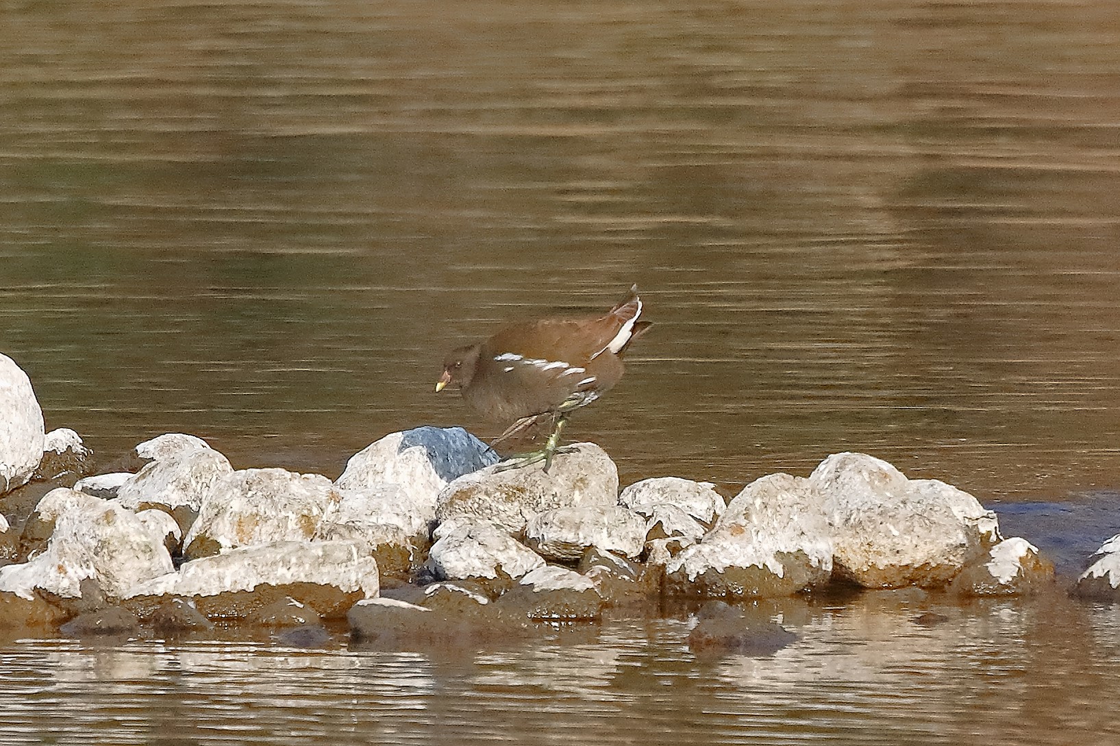 Gallinella 17 febbraio 2023