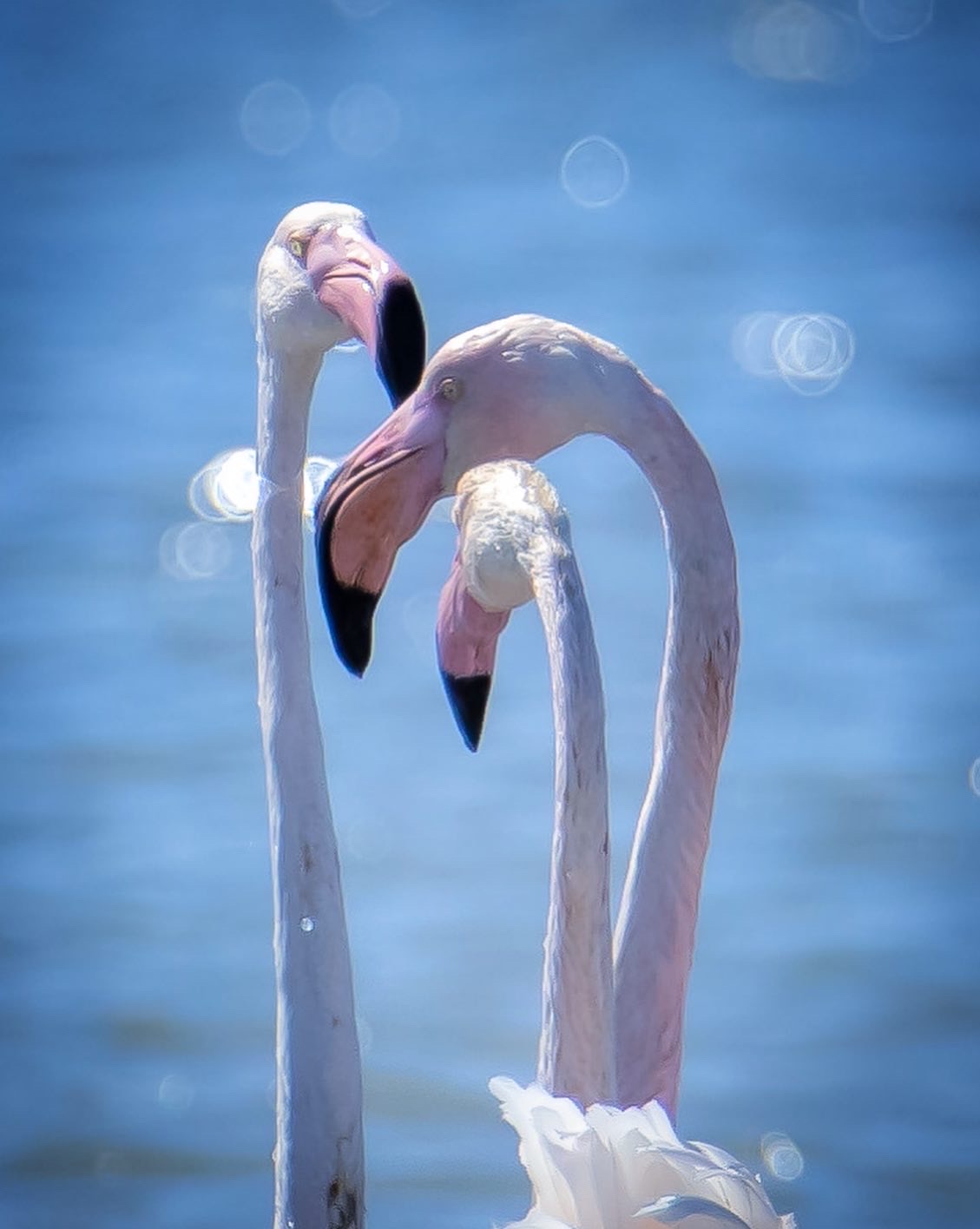pink flamingos